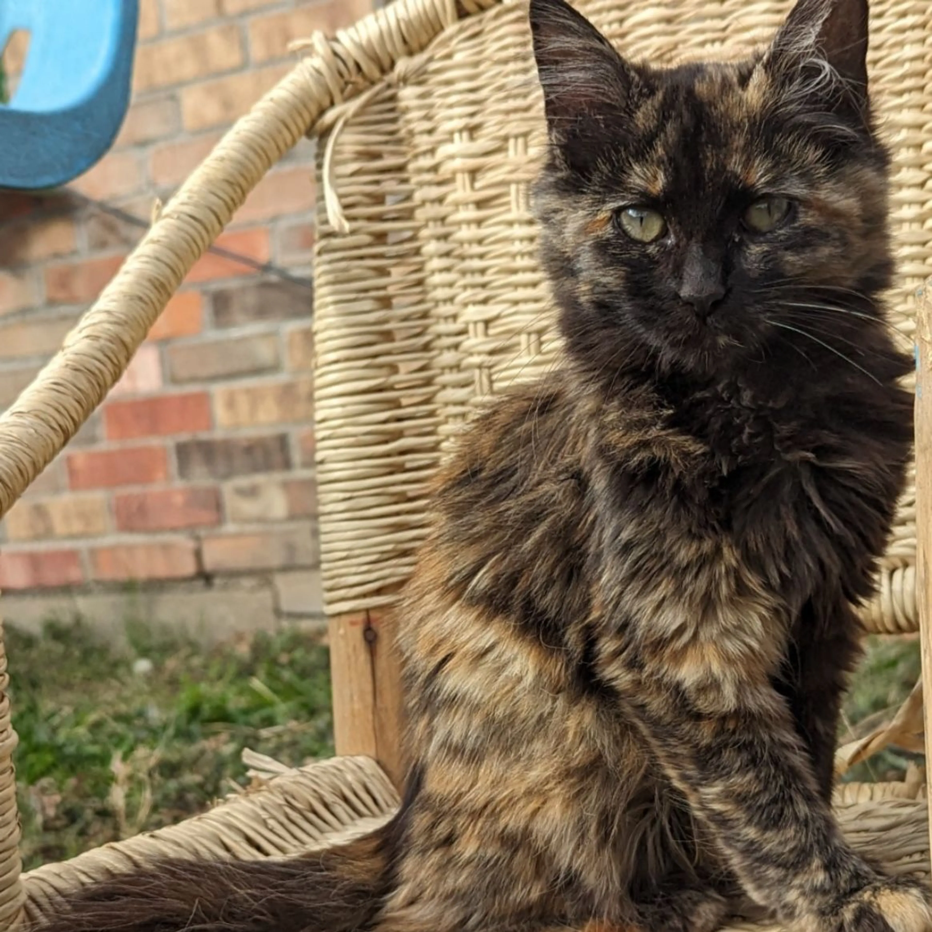 Lost pet-0