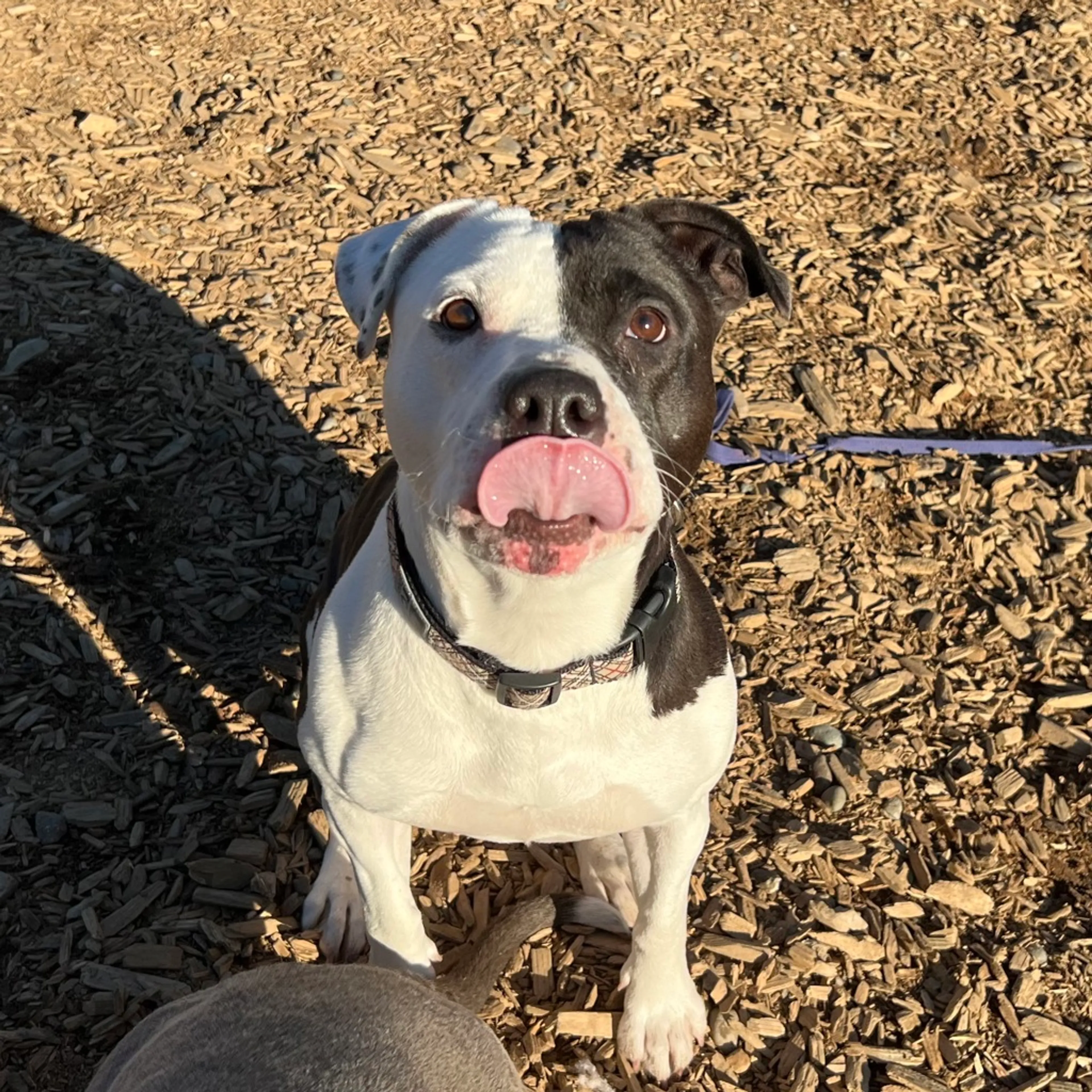 Found pet-4