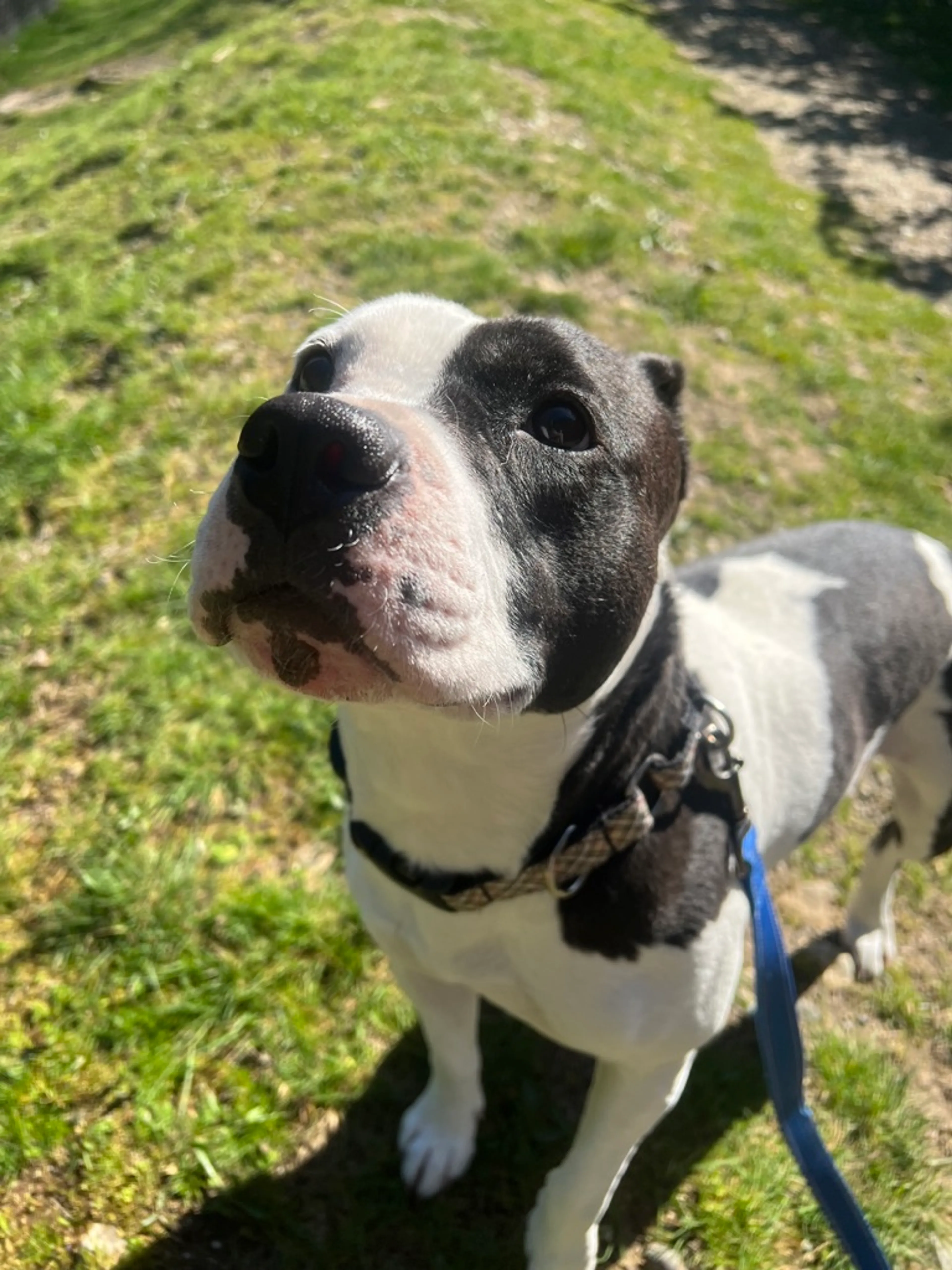 Found pet-11