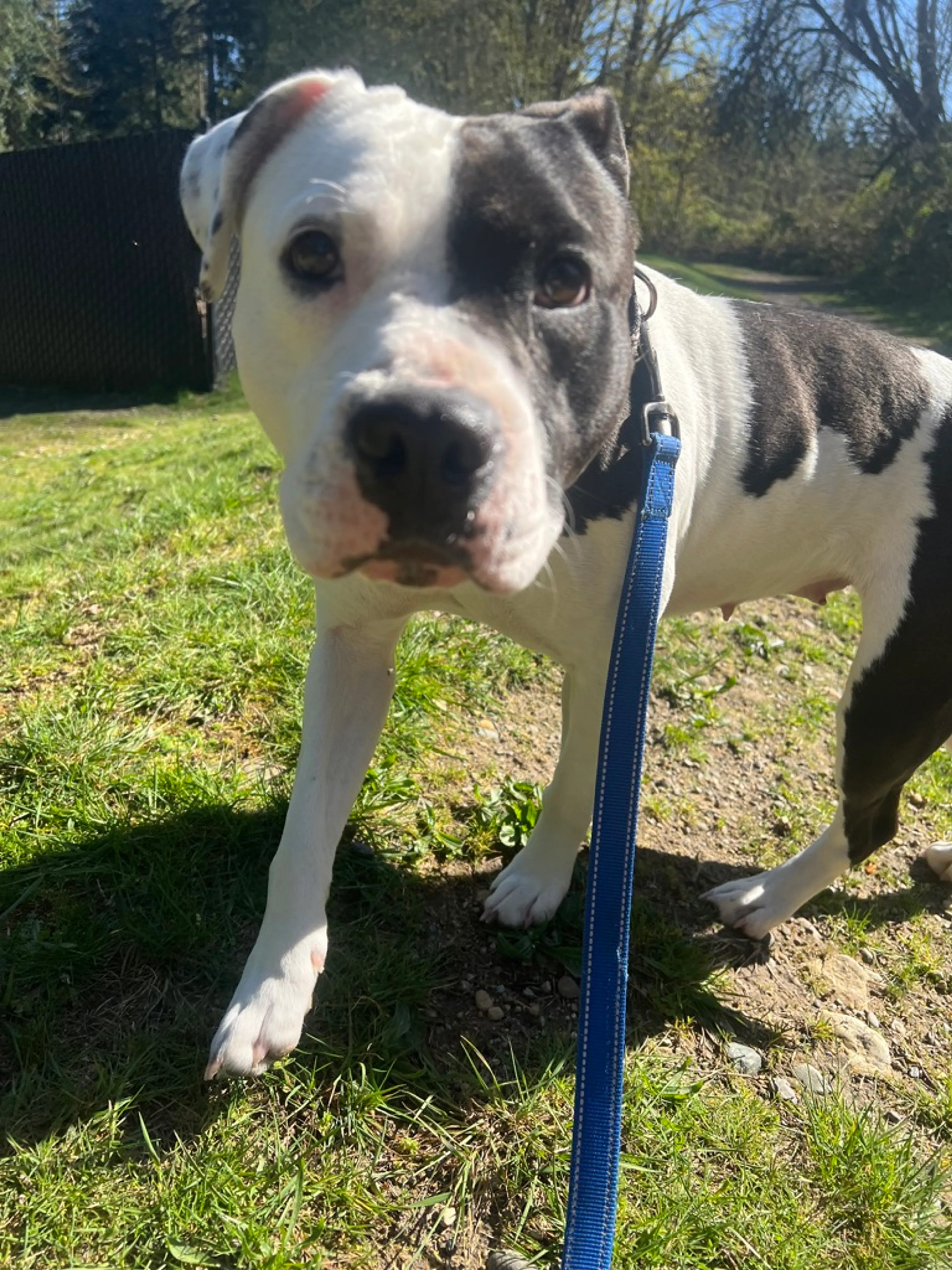 Found pet-8