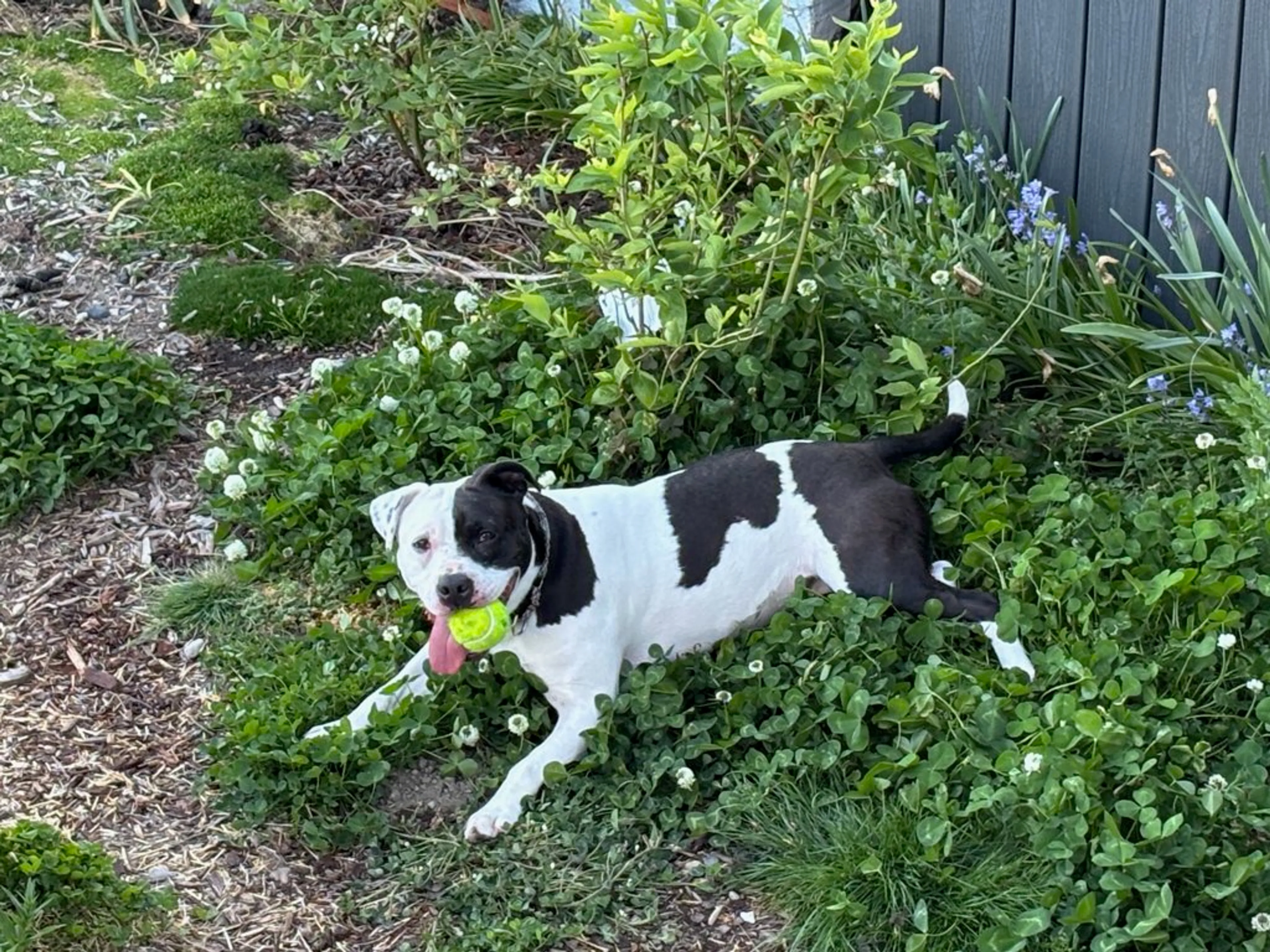 Found pet-1