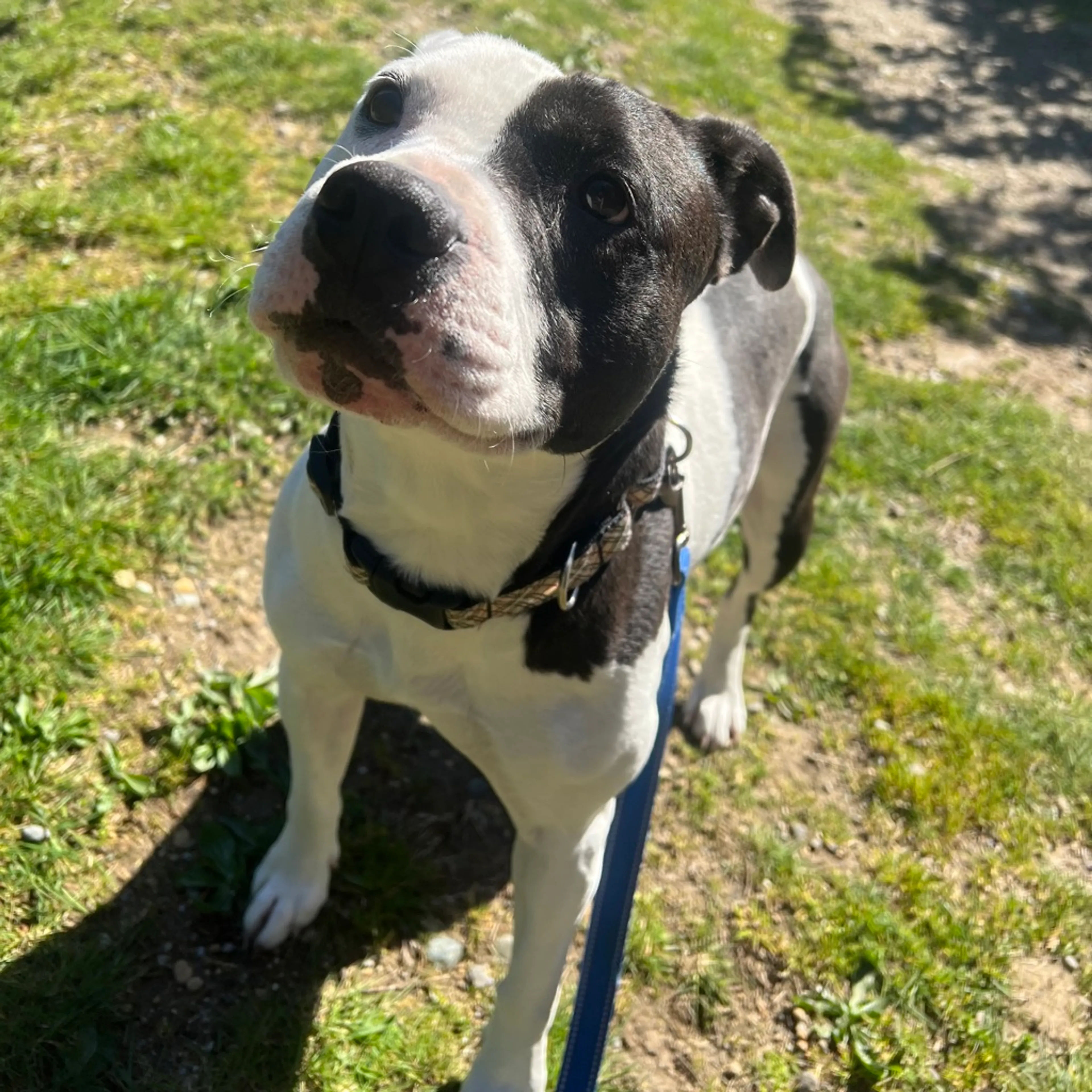 Found pet-9