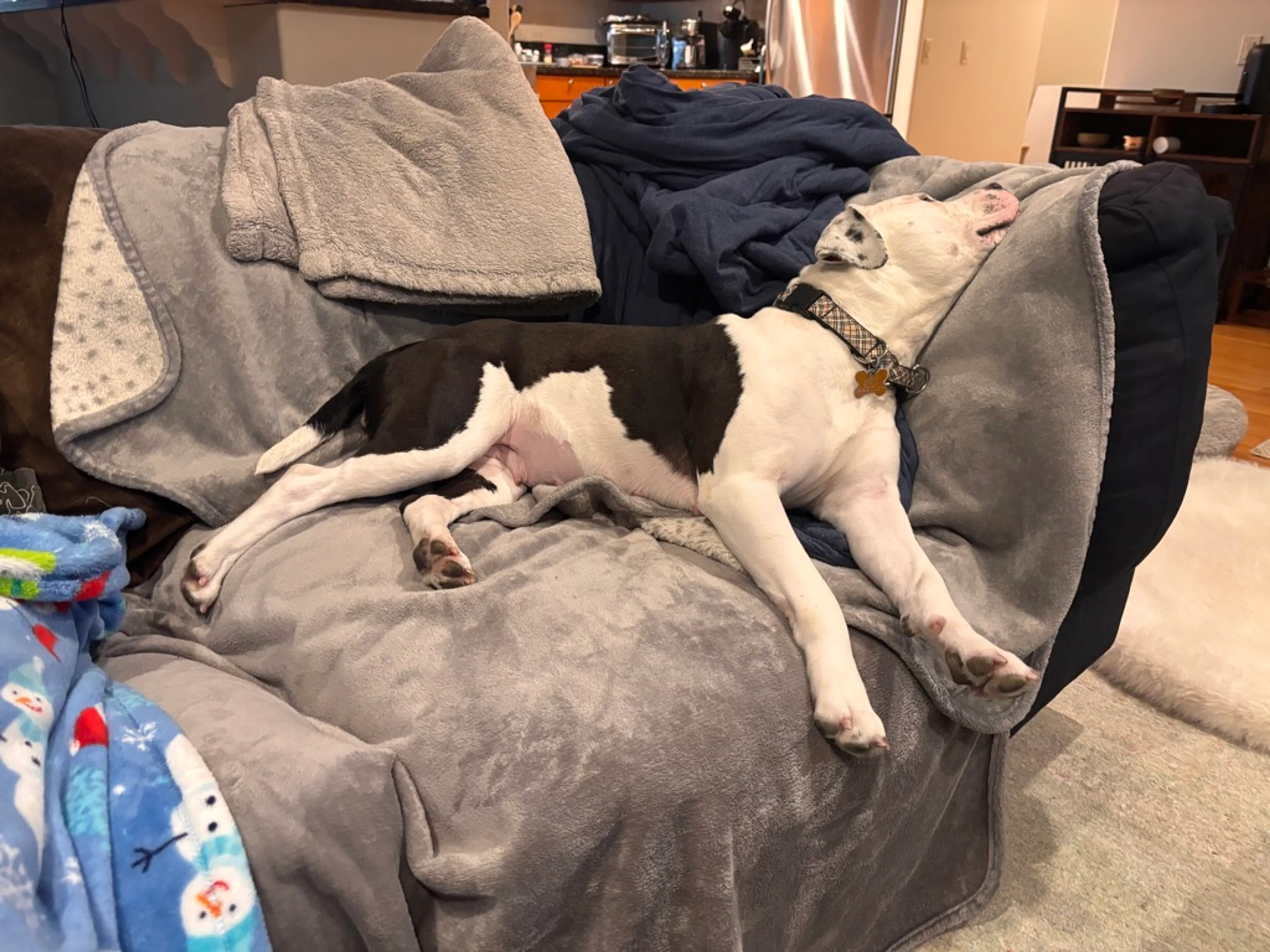 Found pet-2