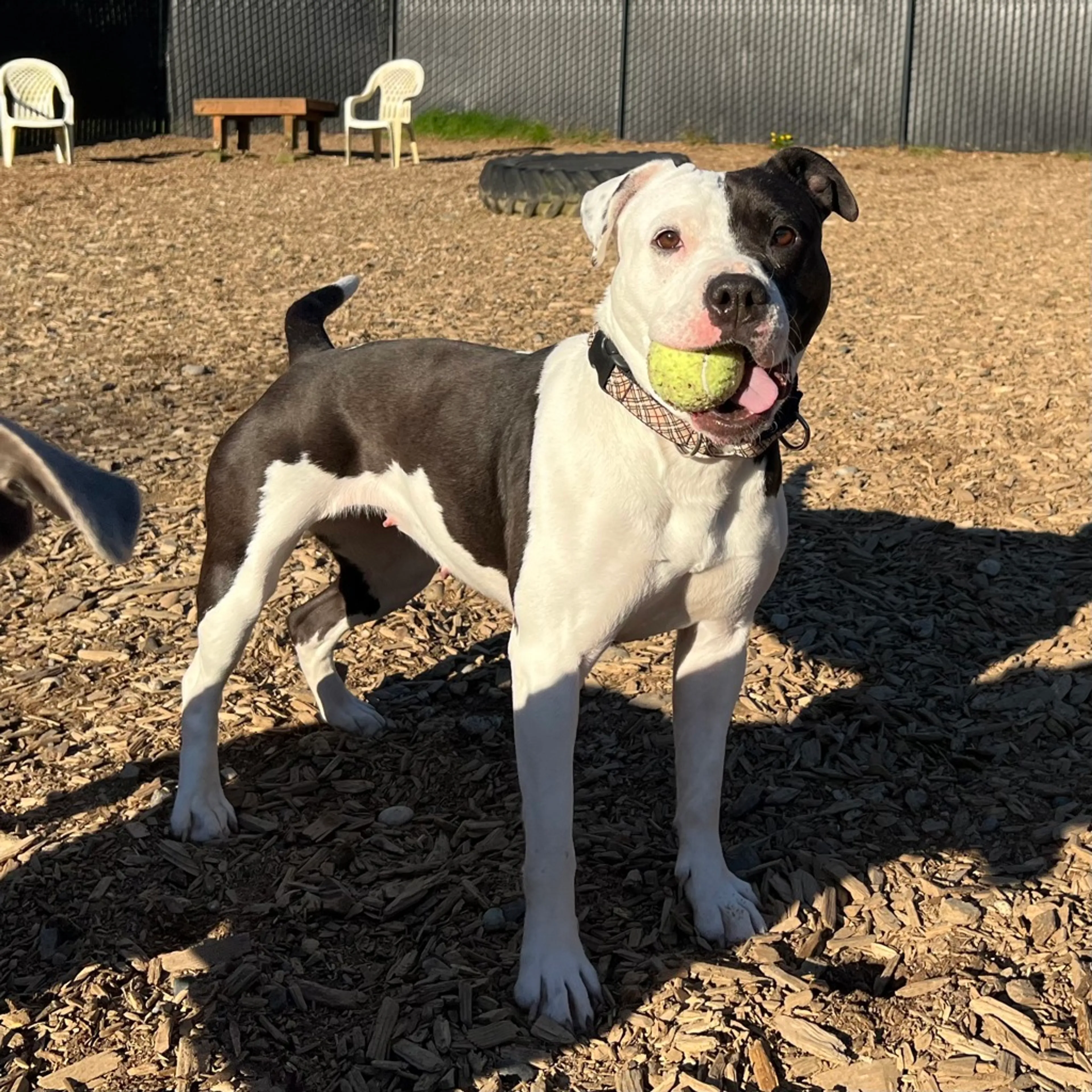 Found pet-5