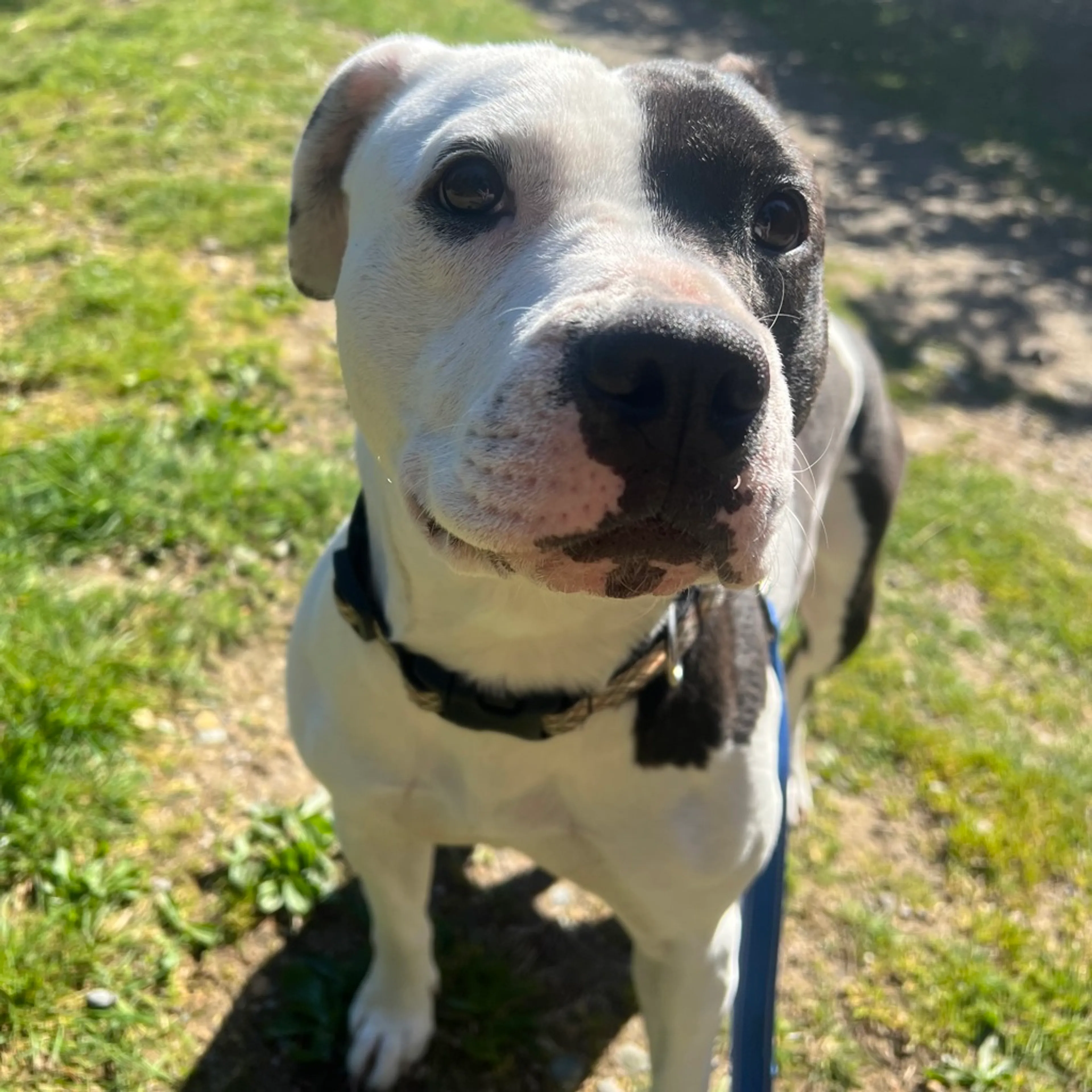 Found pet-7
