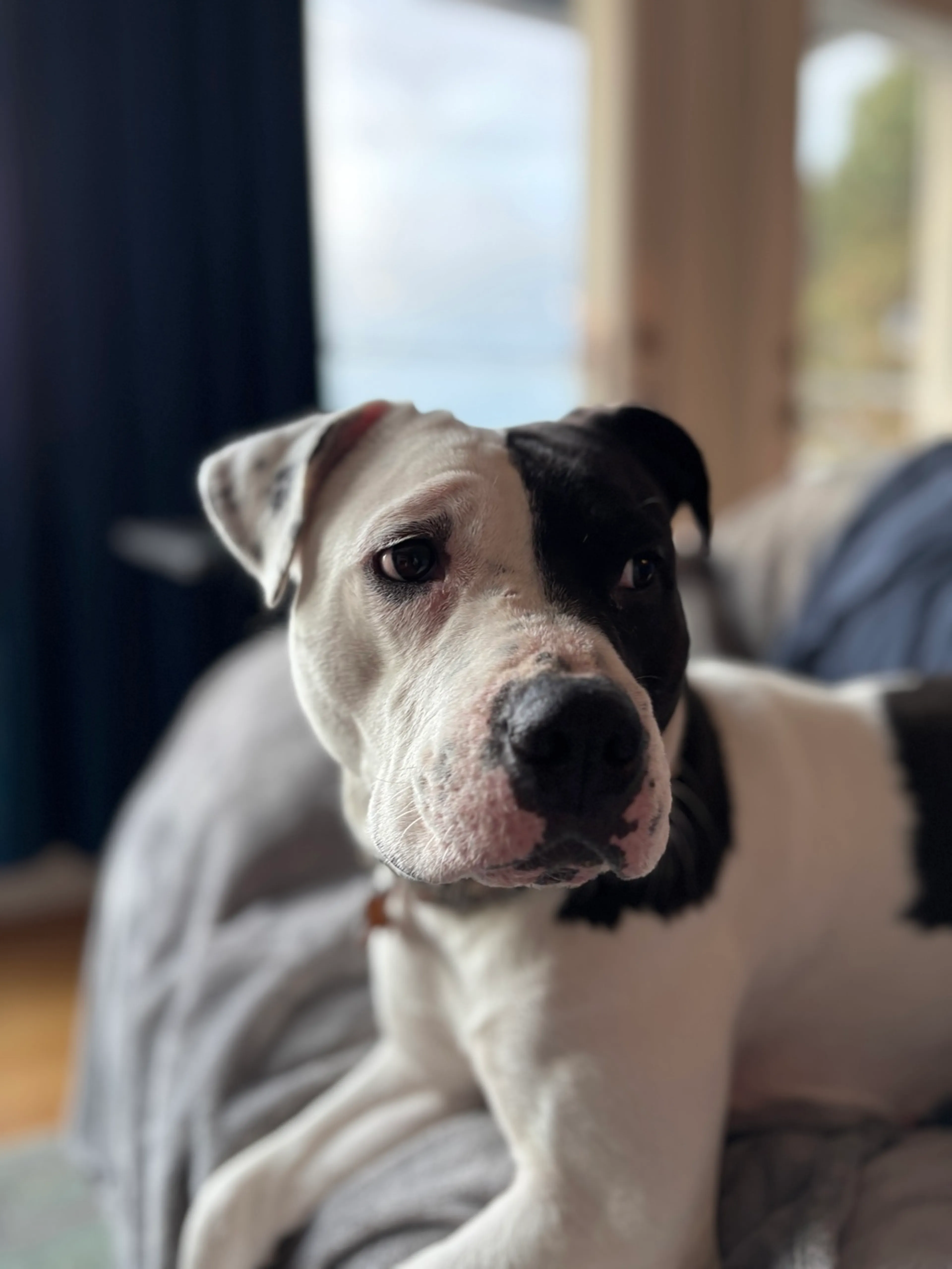 Found pet-3