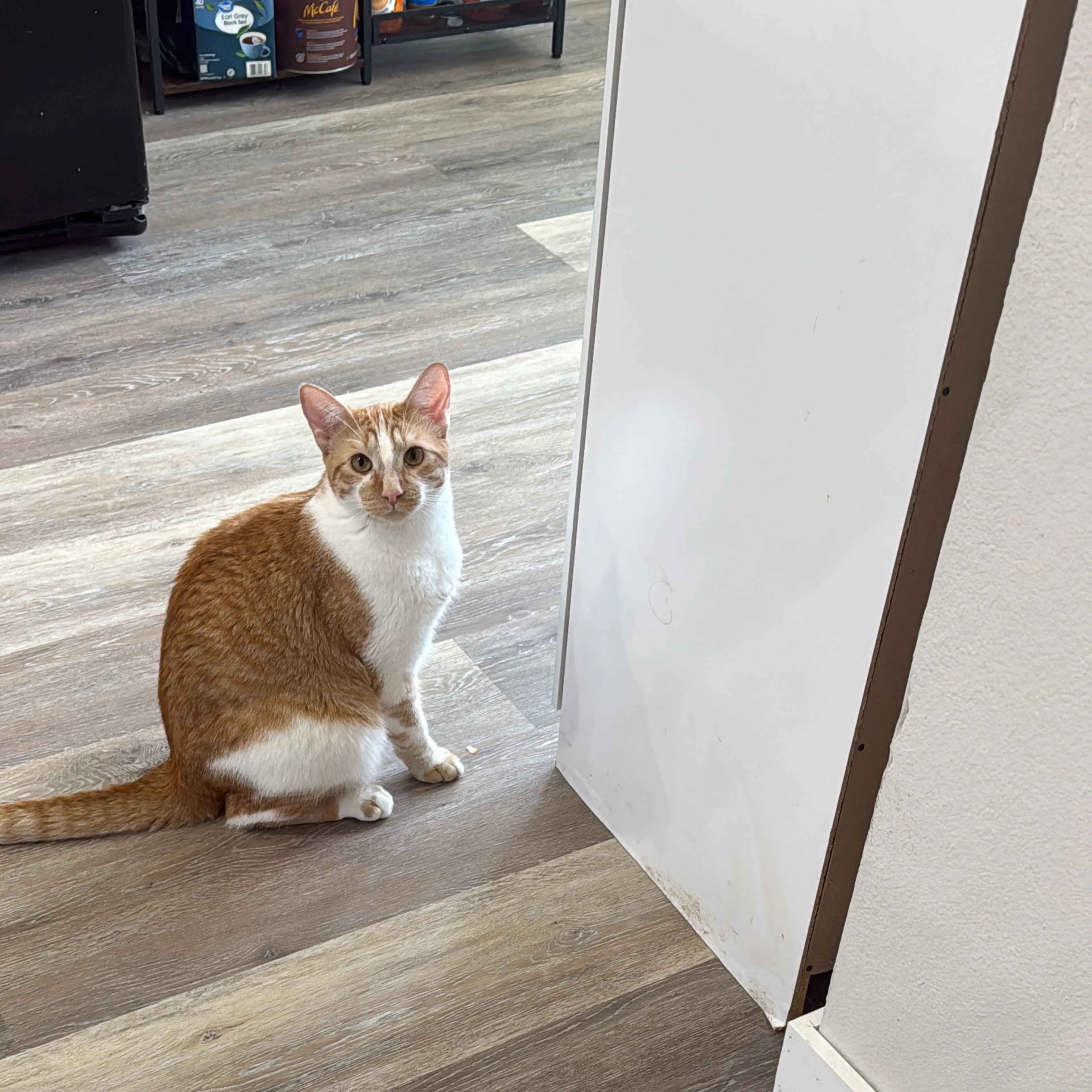 Lost pet-1