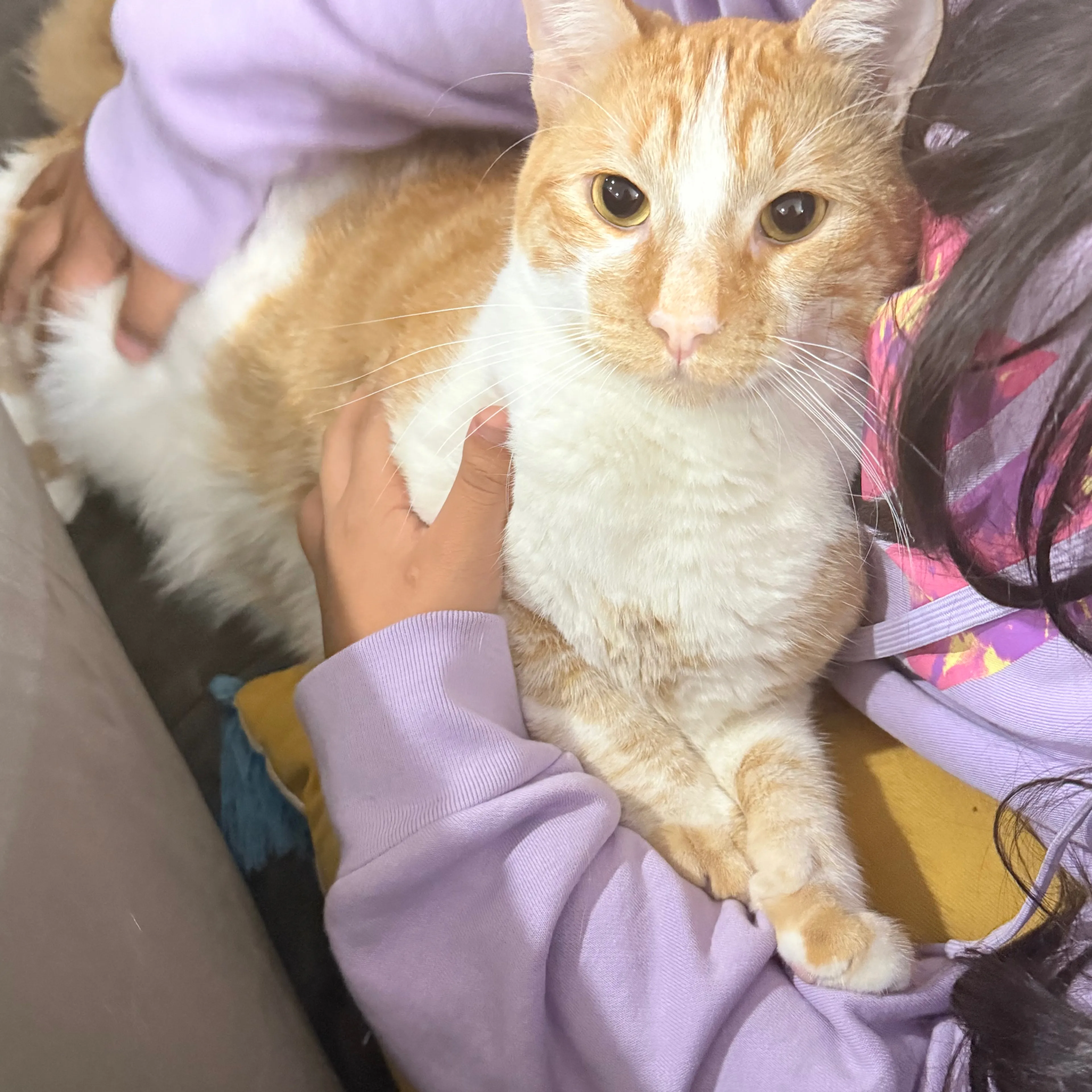 Lost pet-2