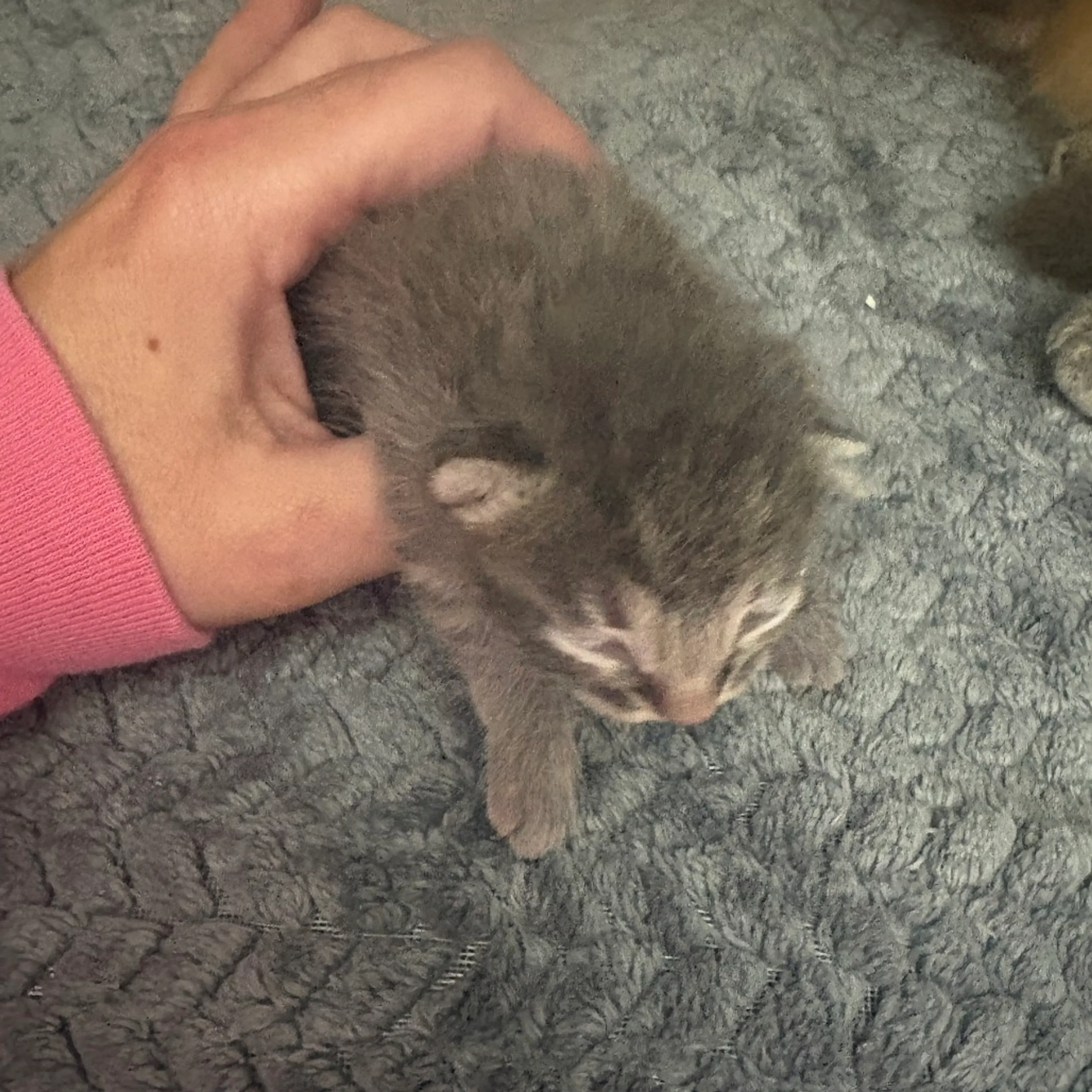 Found pet-1