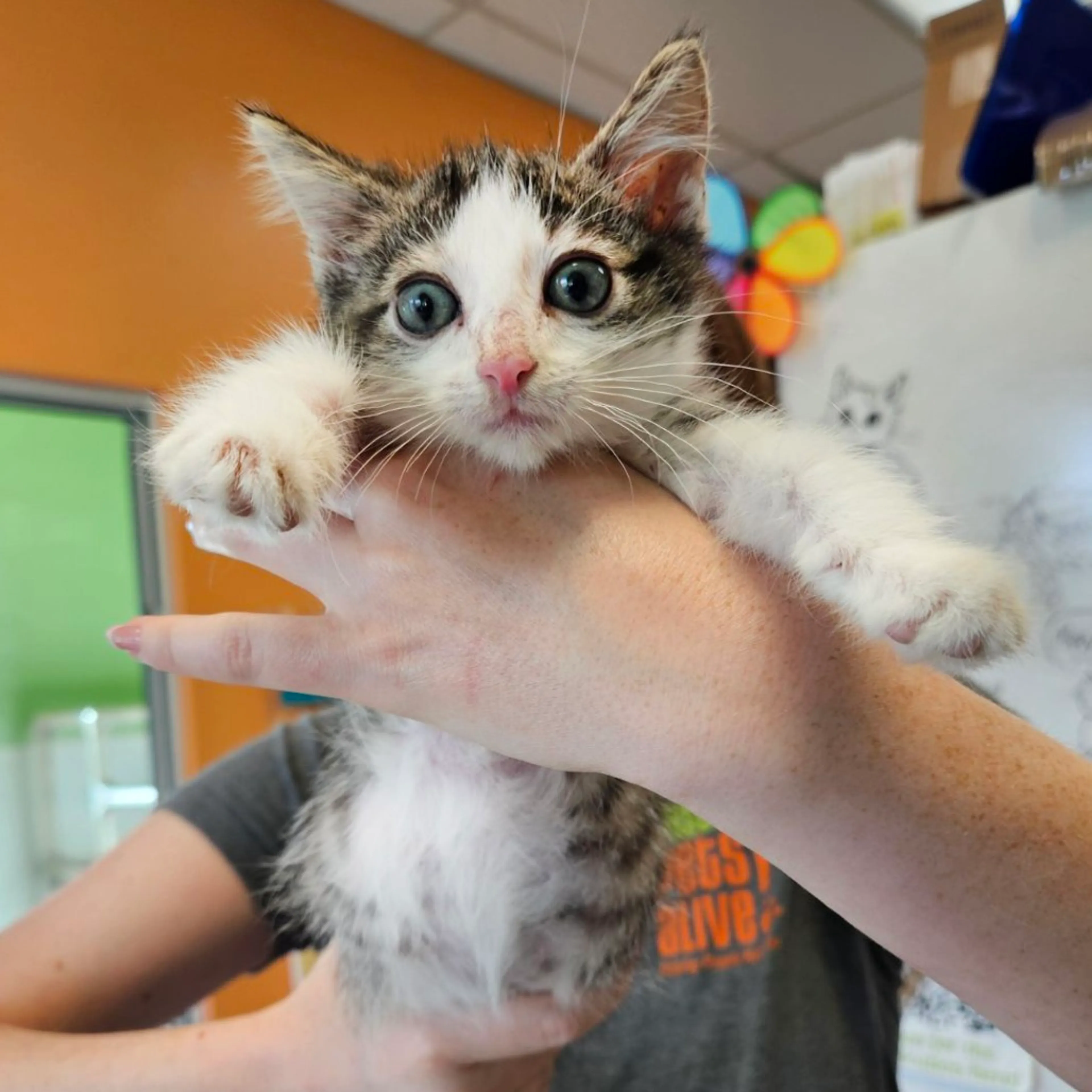 Found pet-5