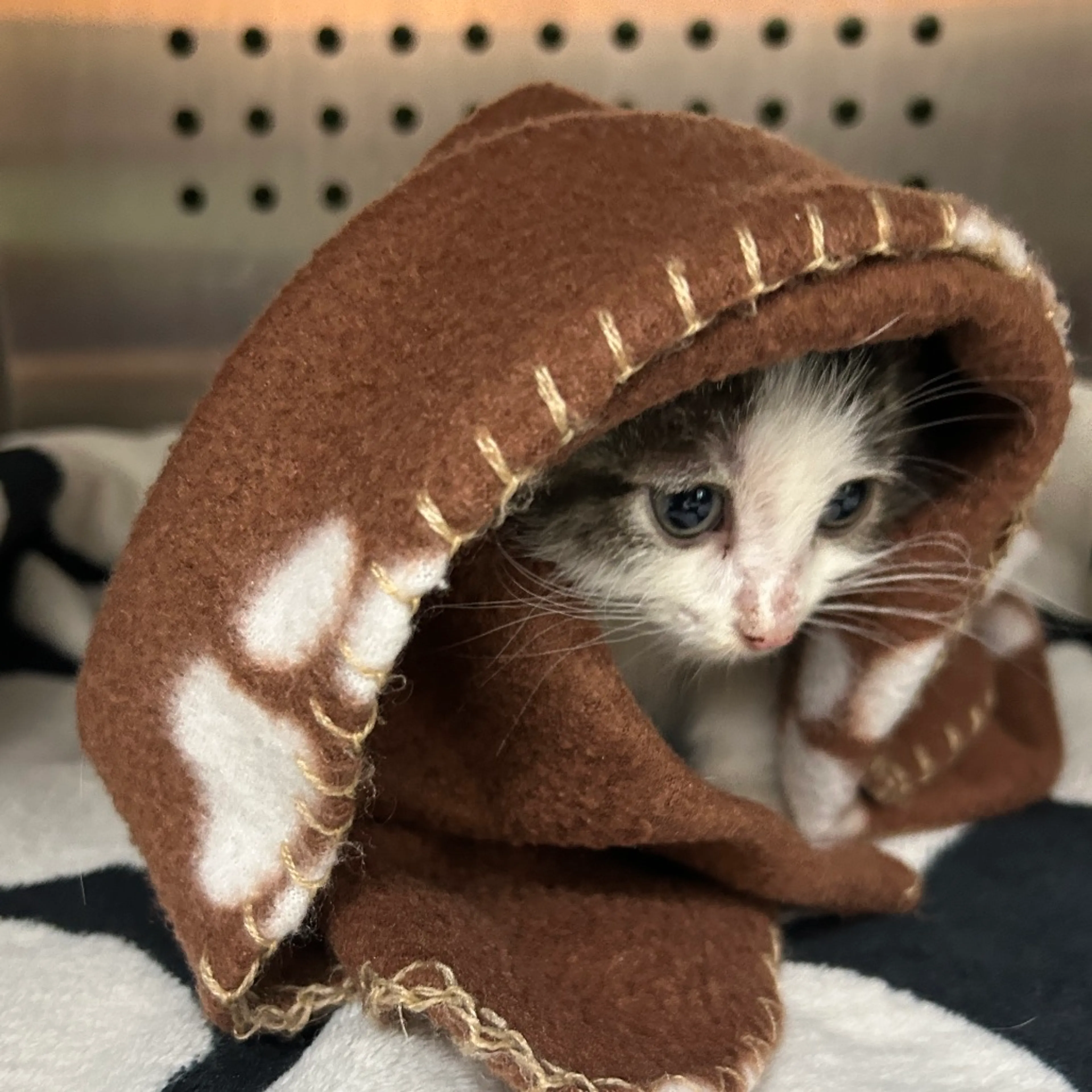 Found pet-4