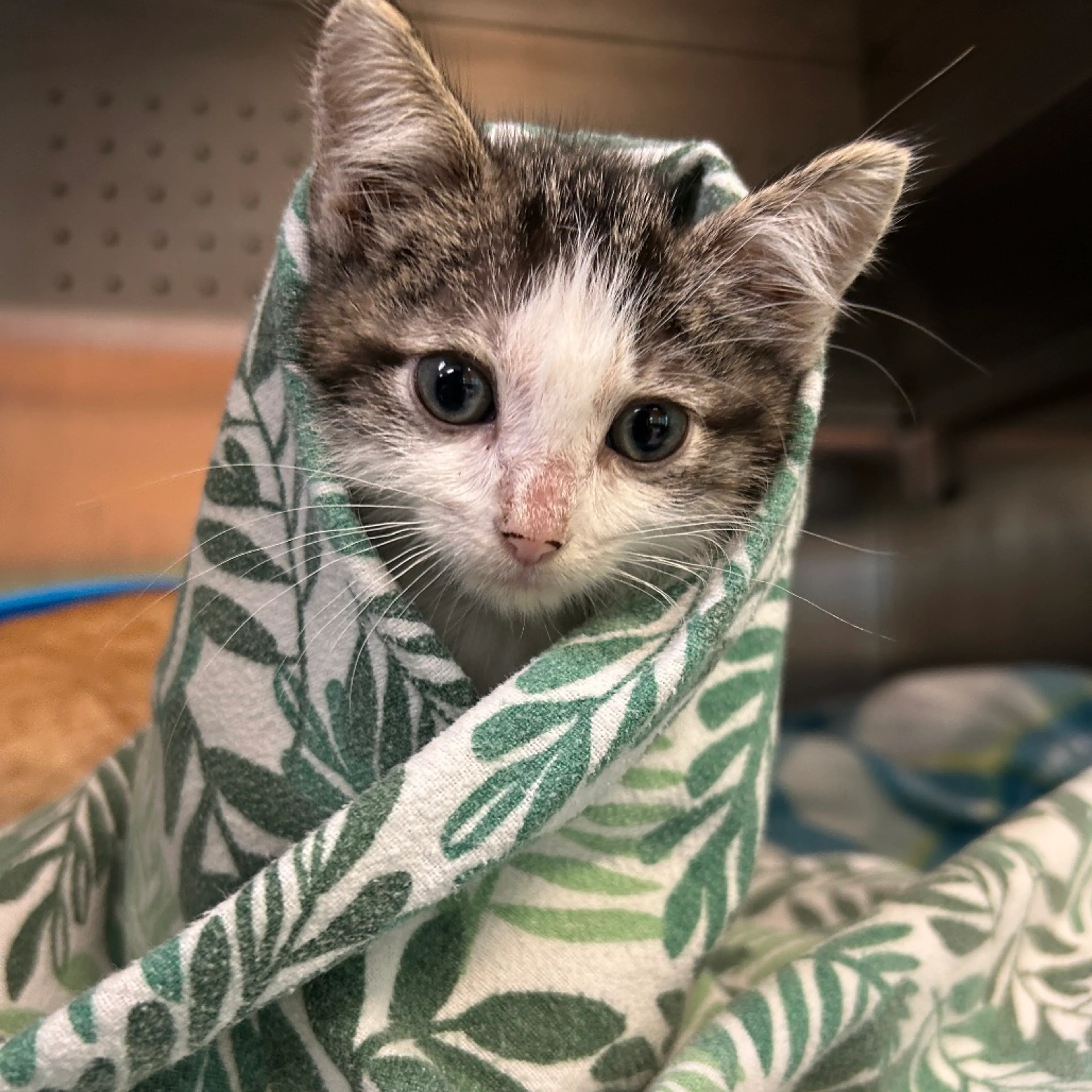 Found pet-3