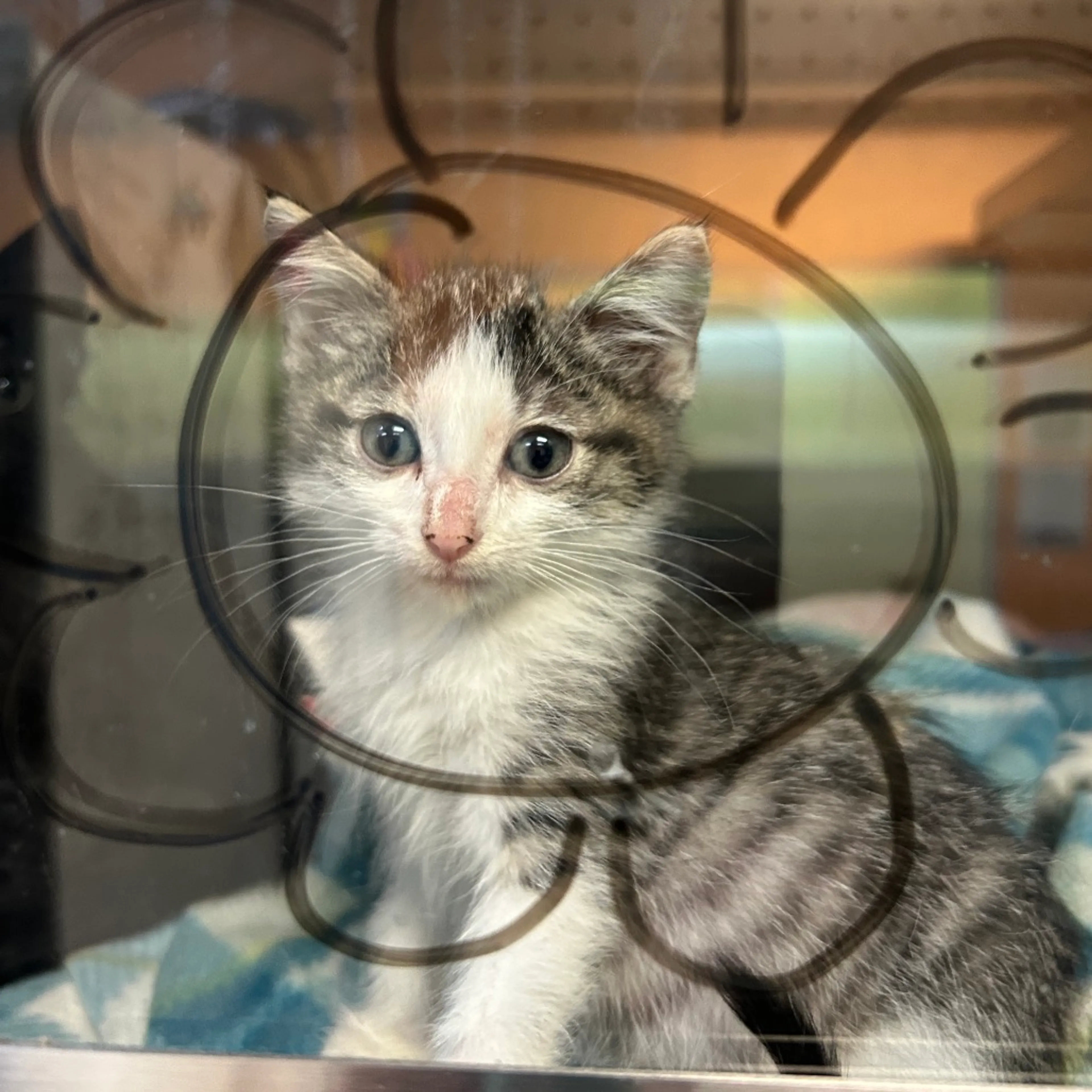 Found pet-1