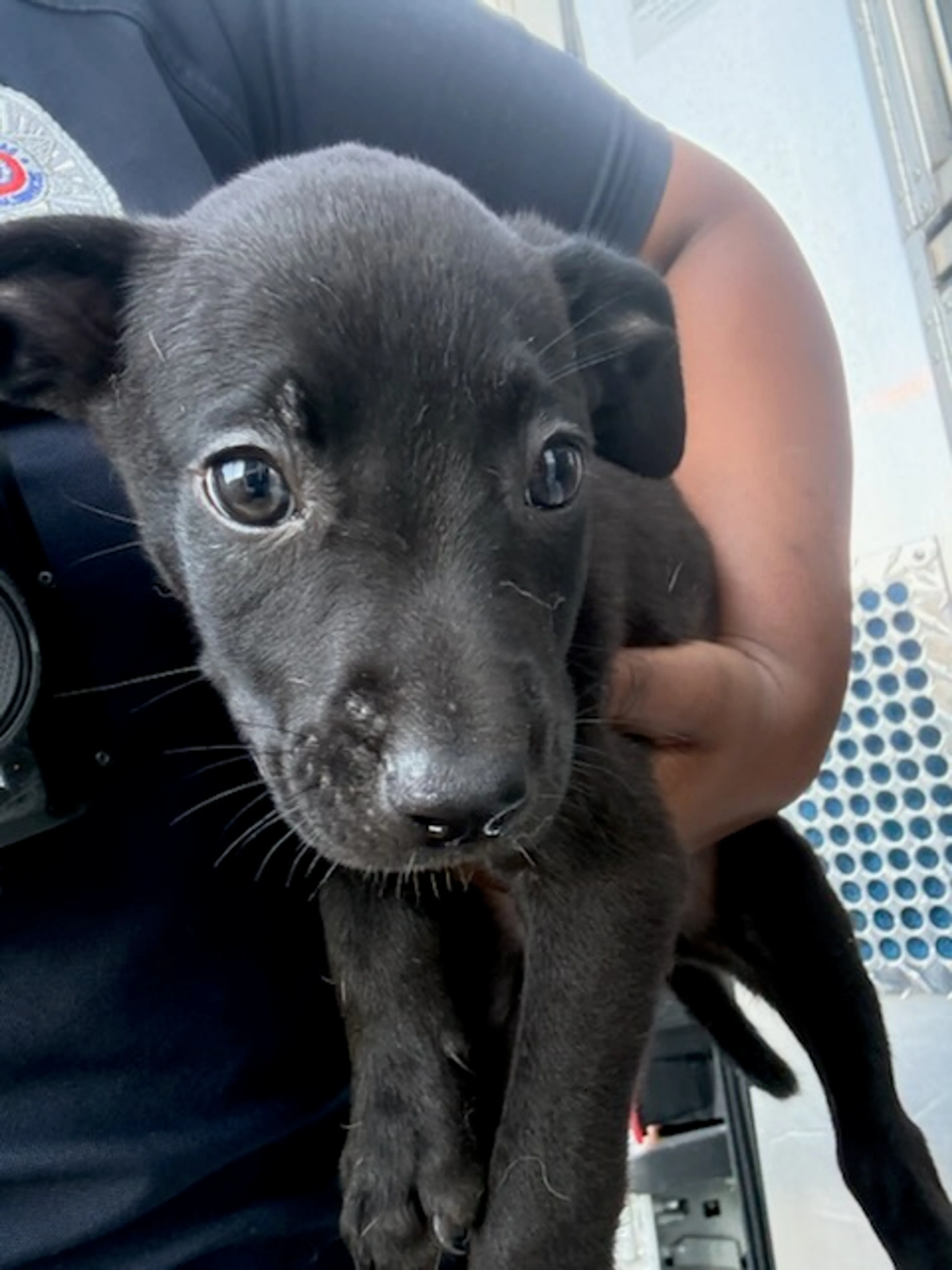 Found pet
