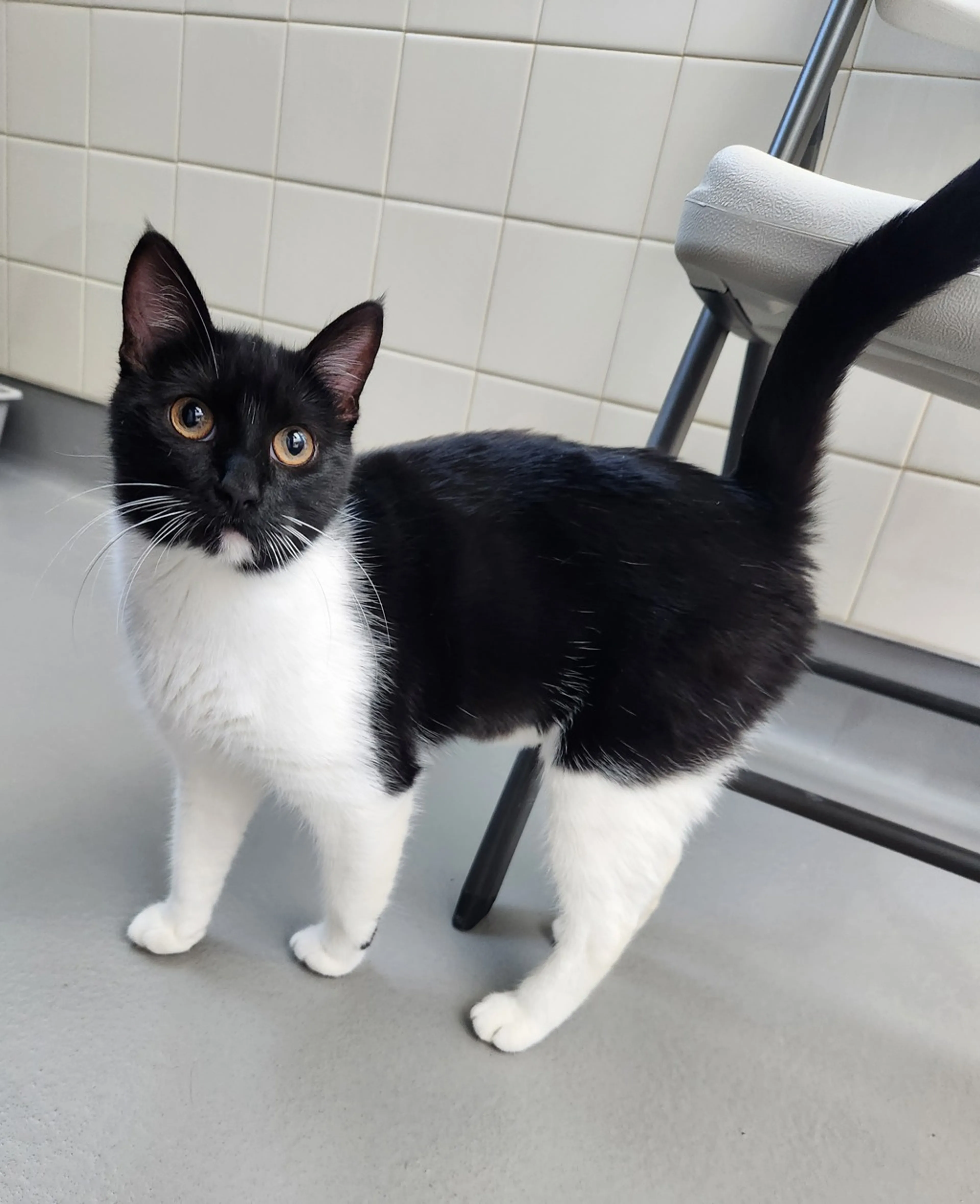 Found pet-1