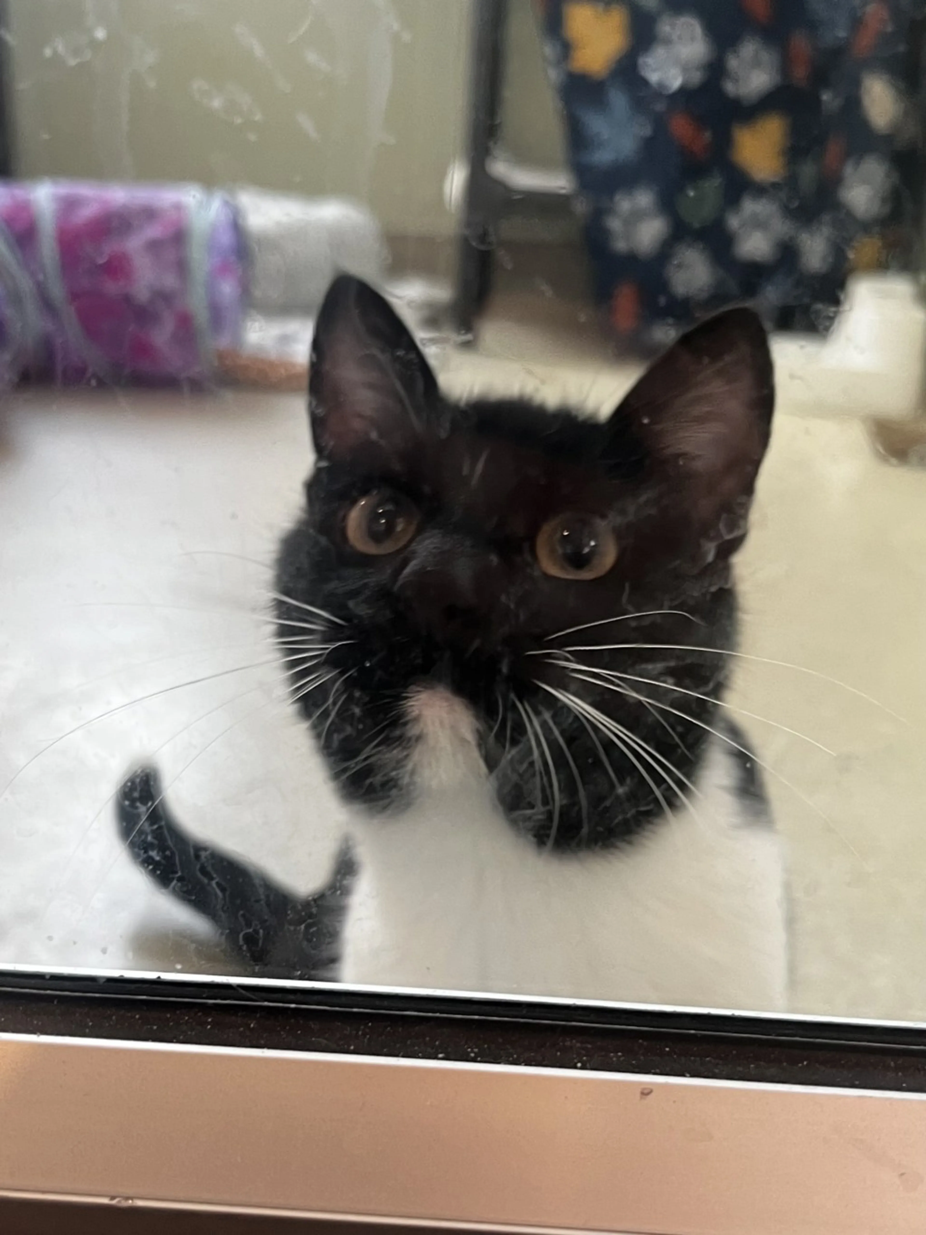 Found pet-5