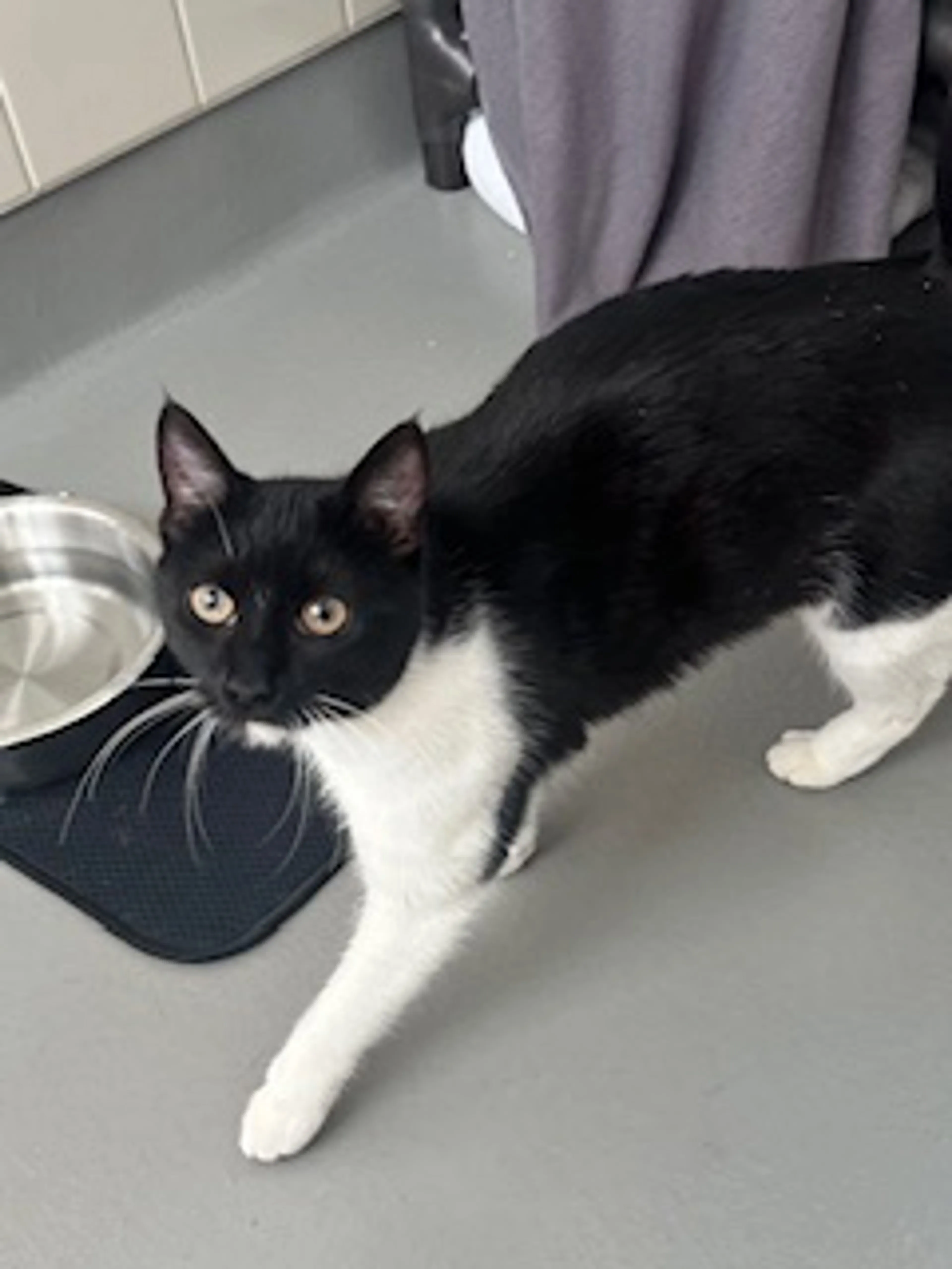 Found pet-3