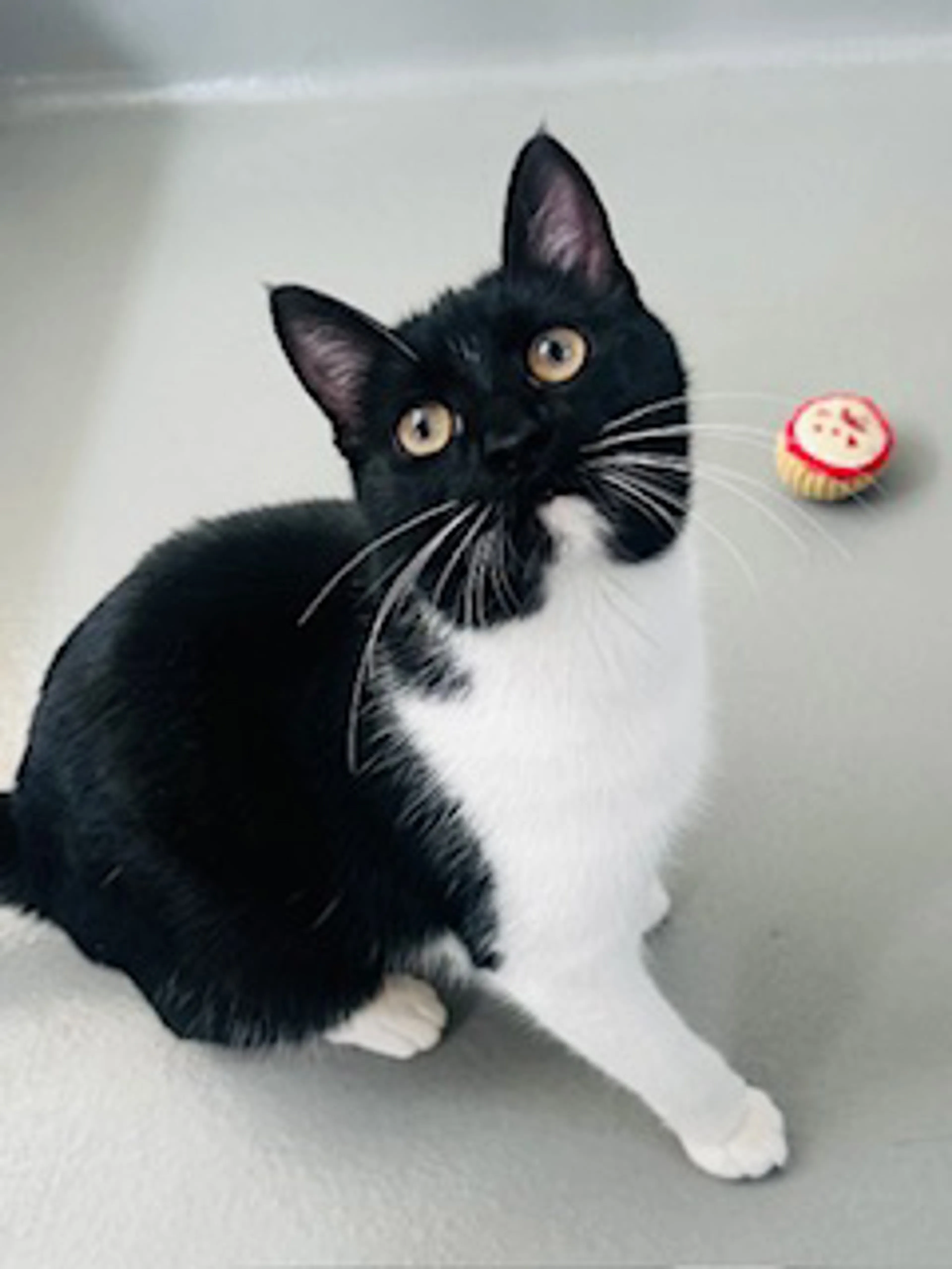 Found pet-4