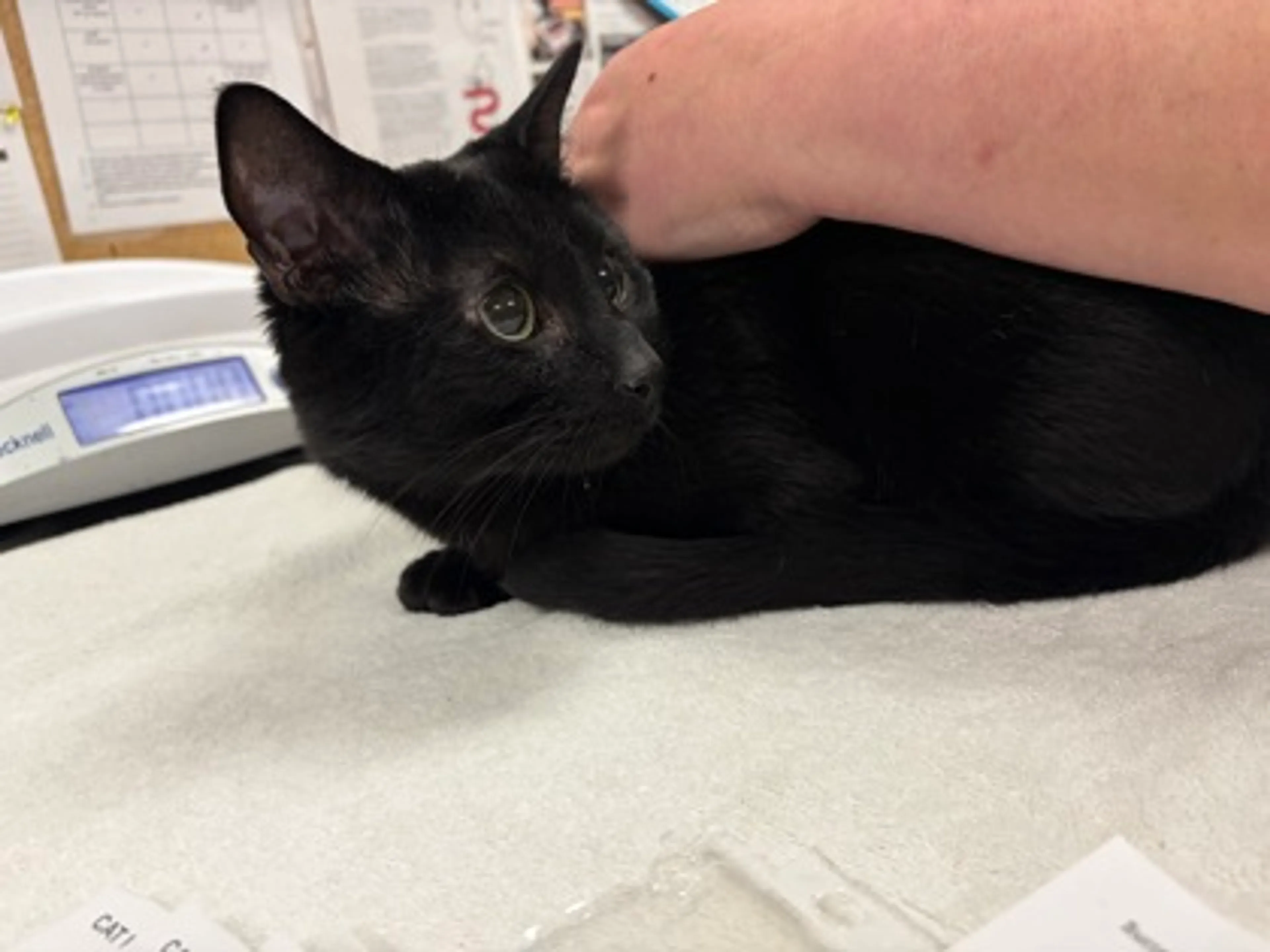 Found pet-1