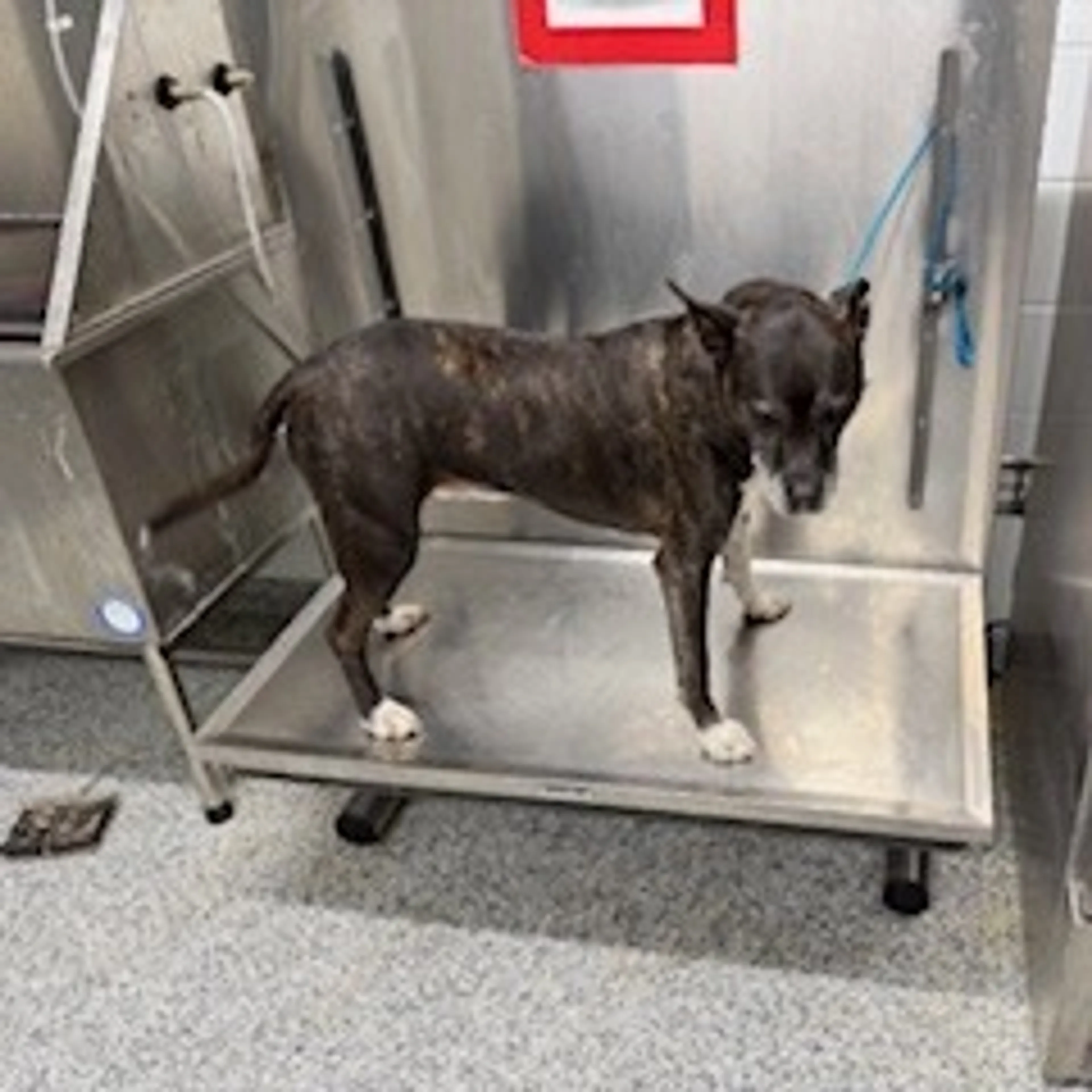 Found pet-1