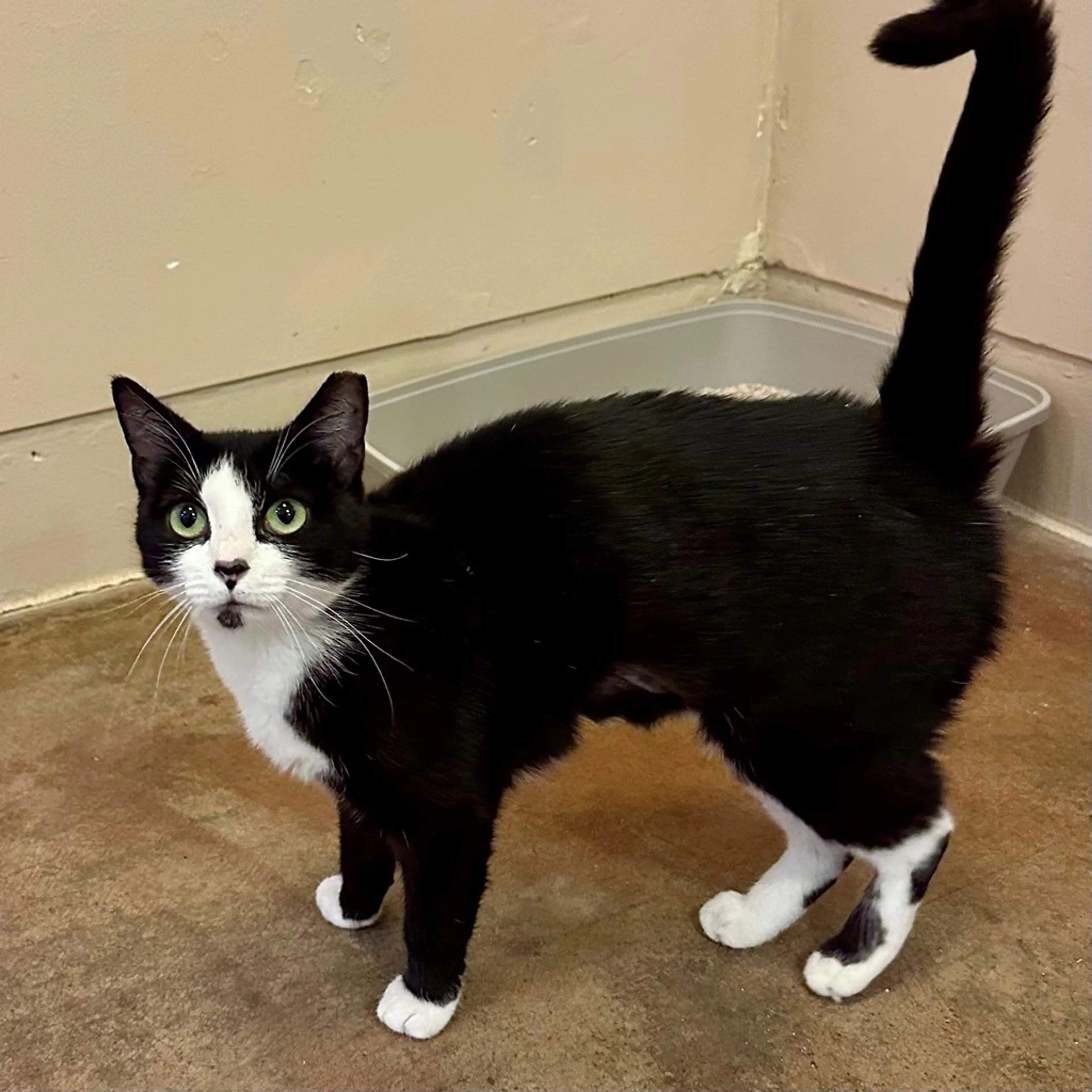 Found pet-2