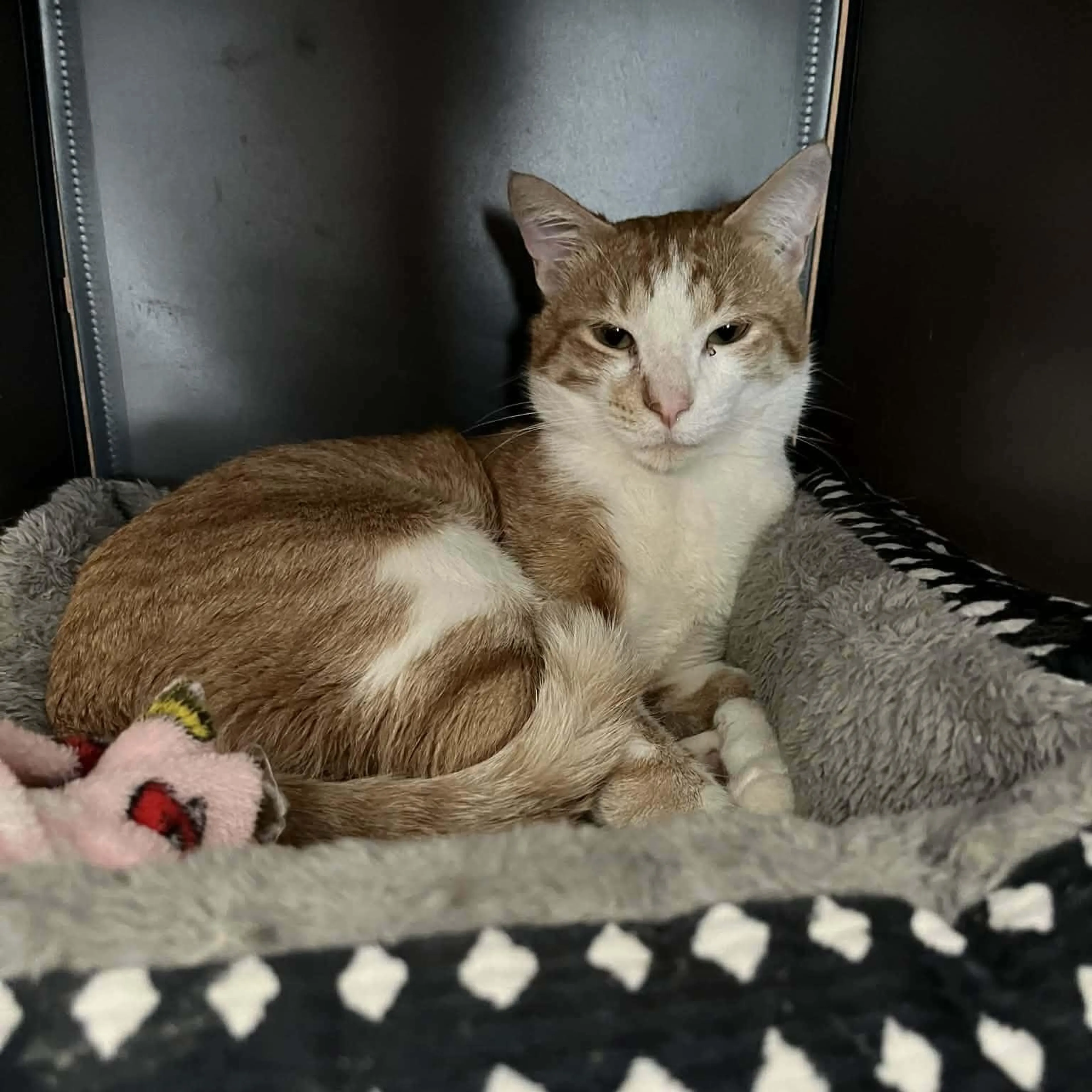 Found pet-3