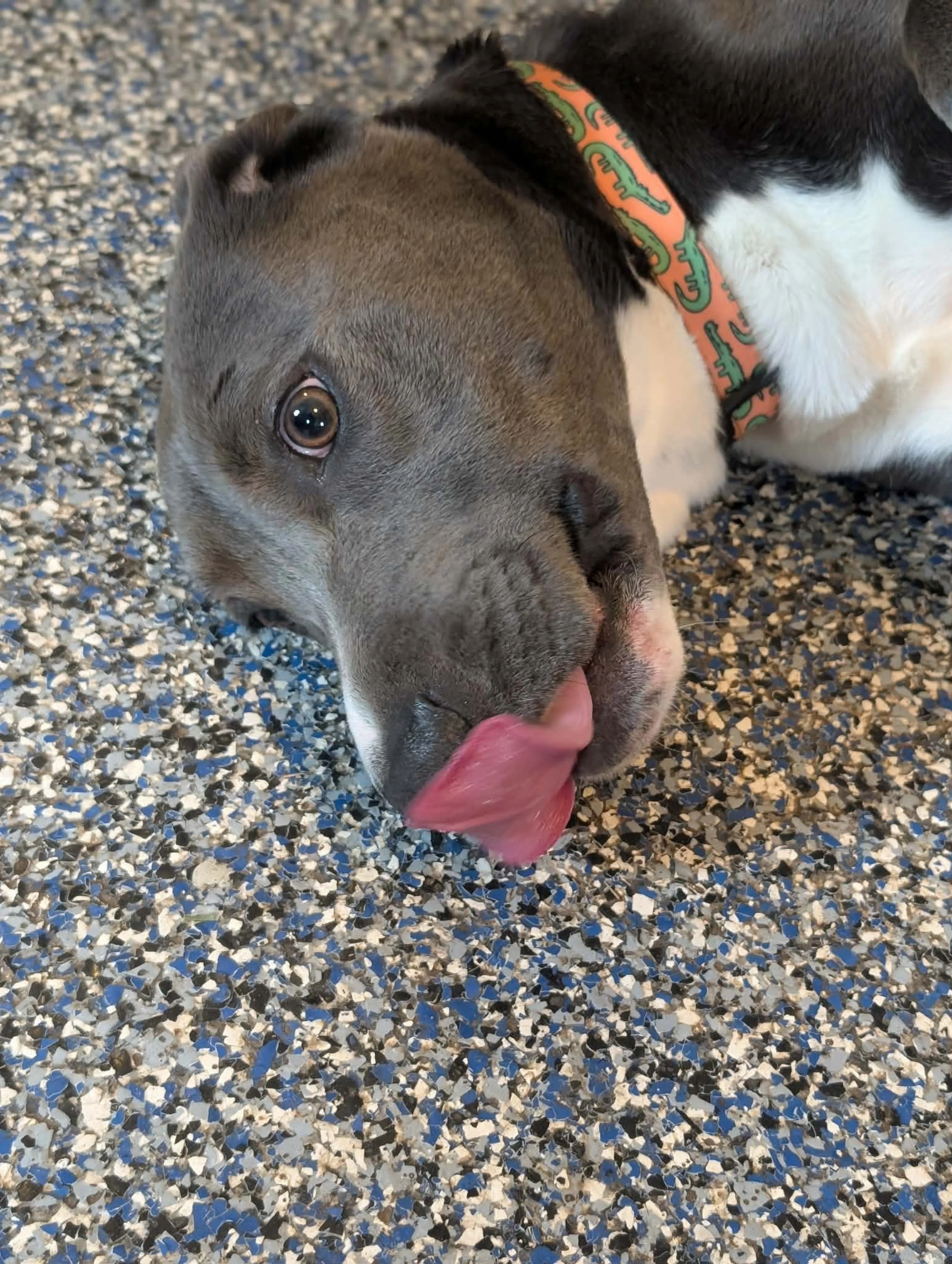 Found pet-6