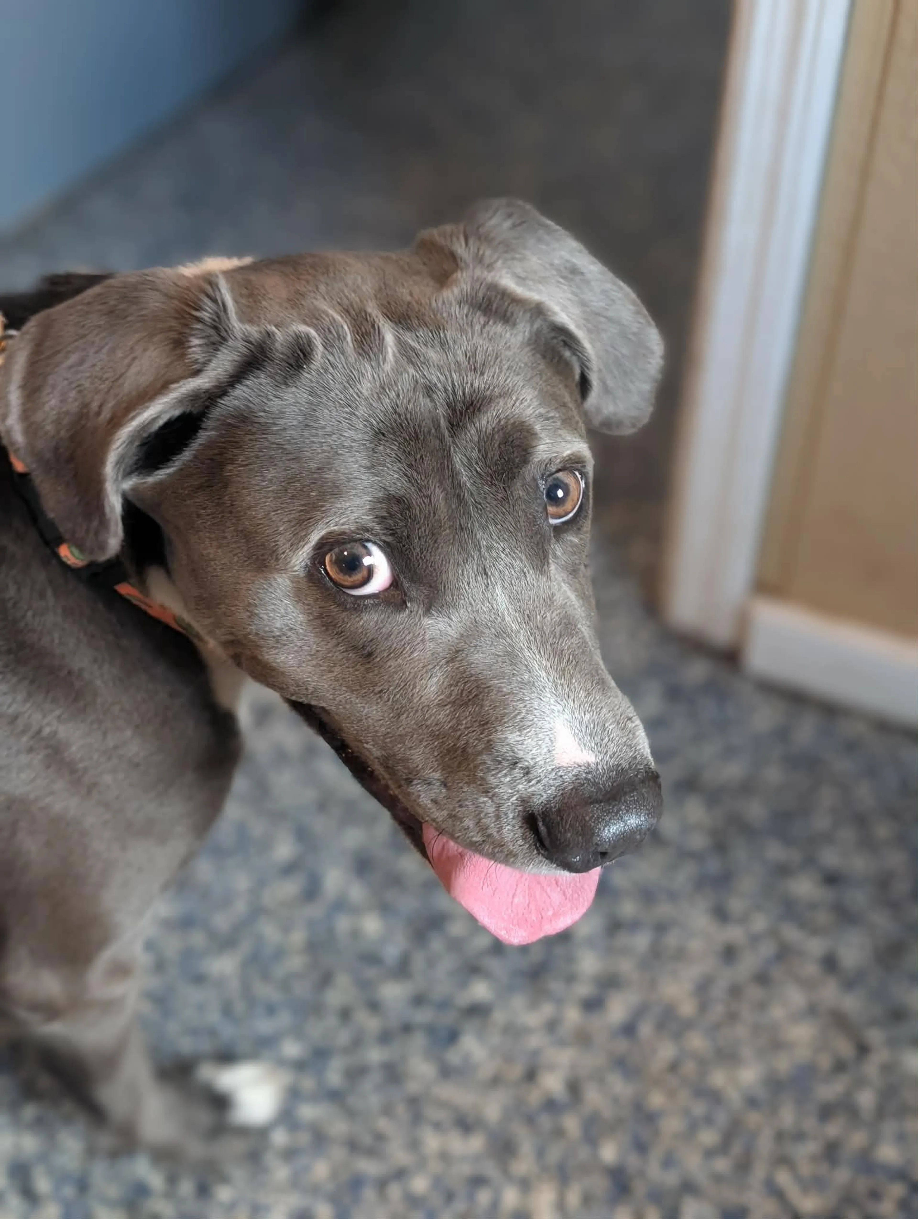 Found pet-4