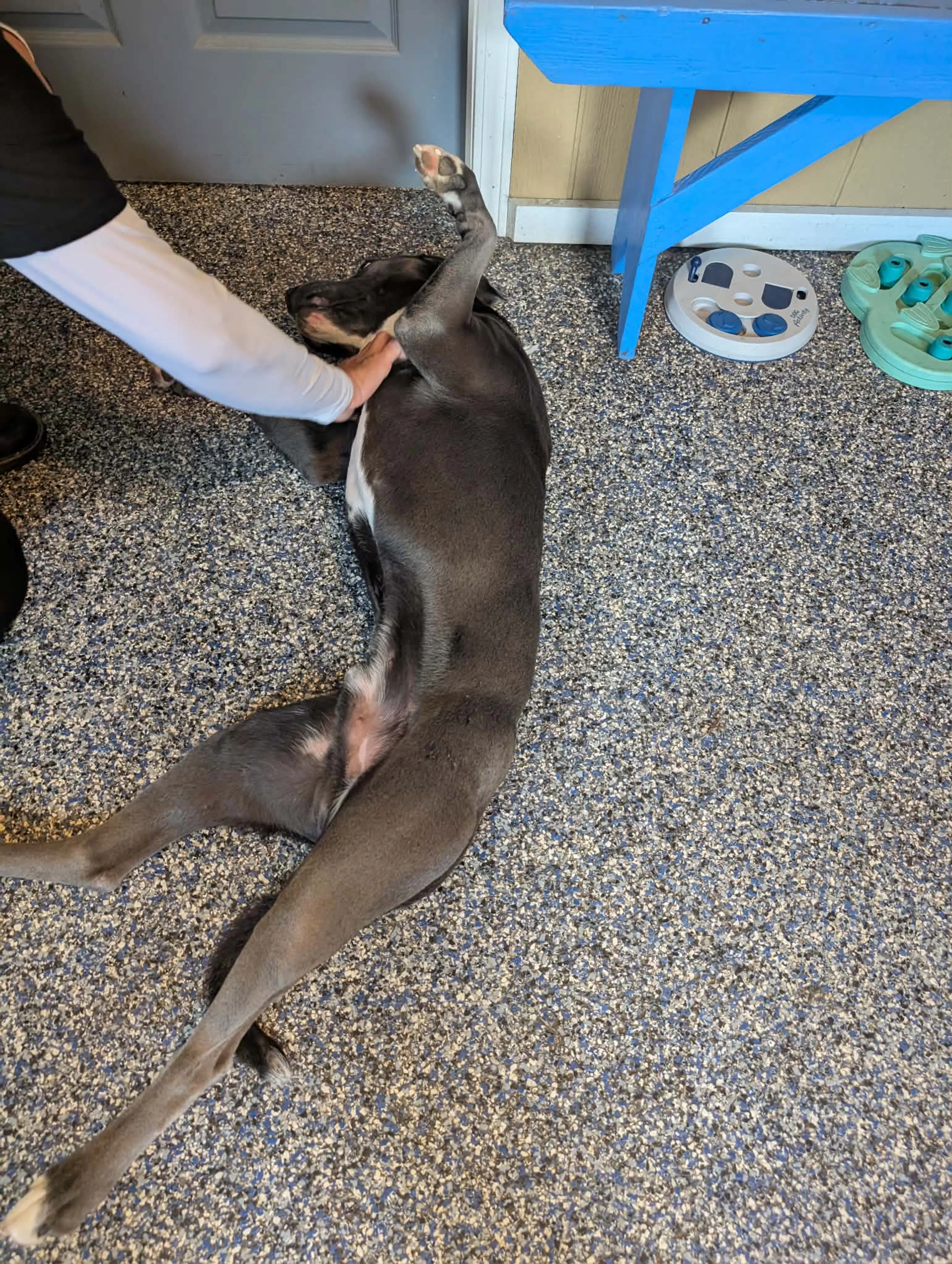 Found pet-7