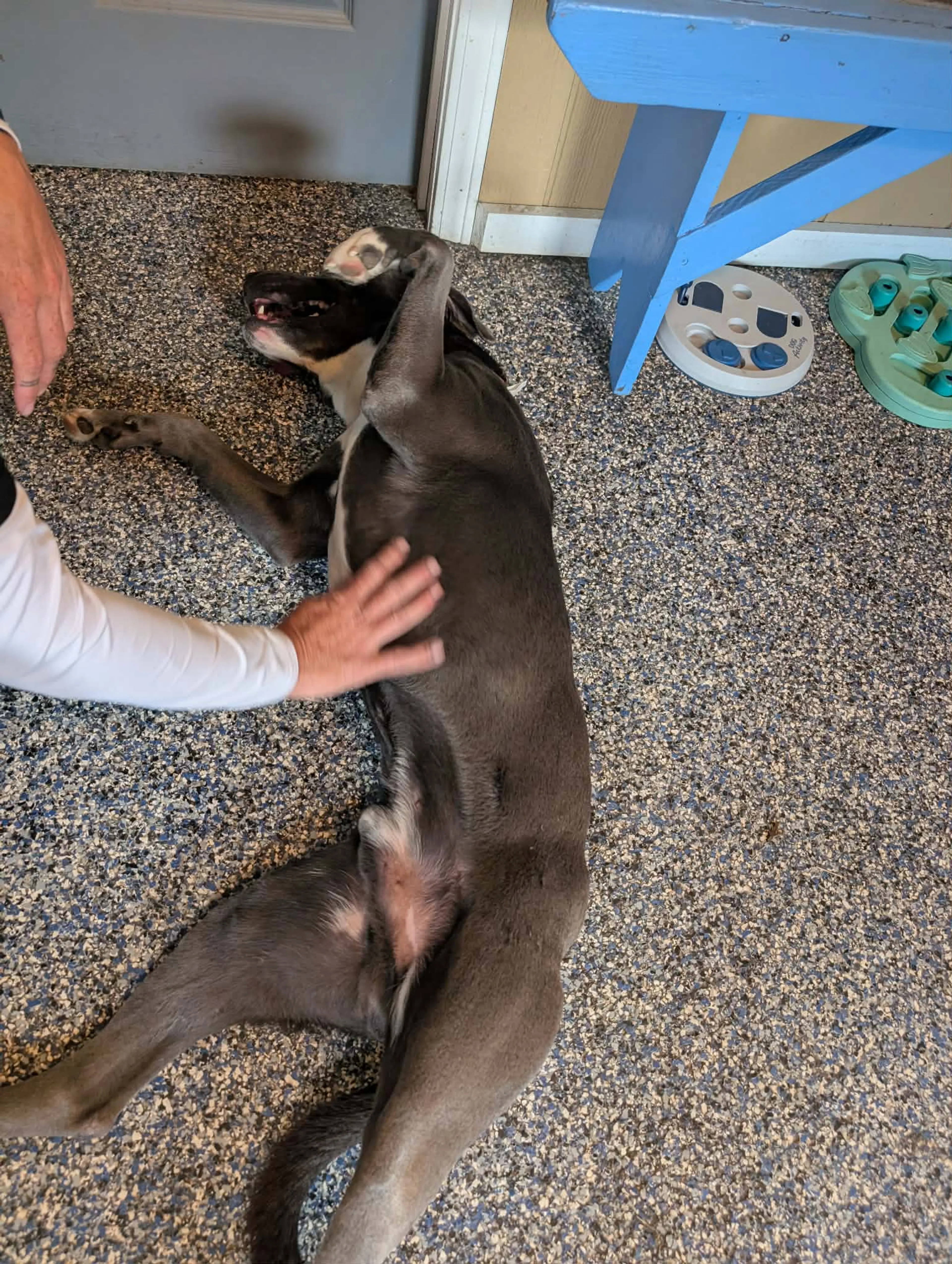 Found pet-5
