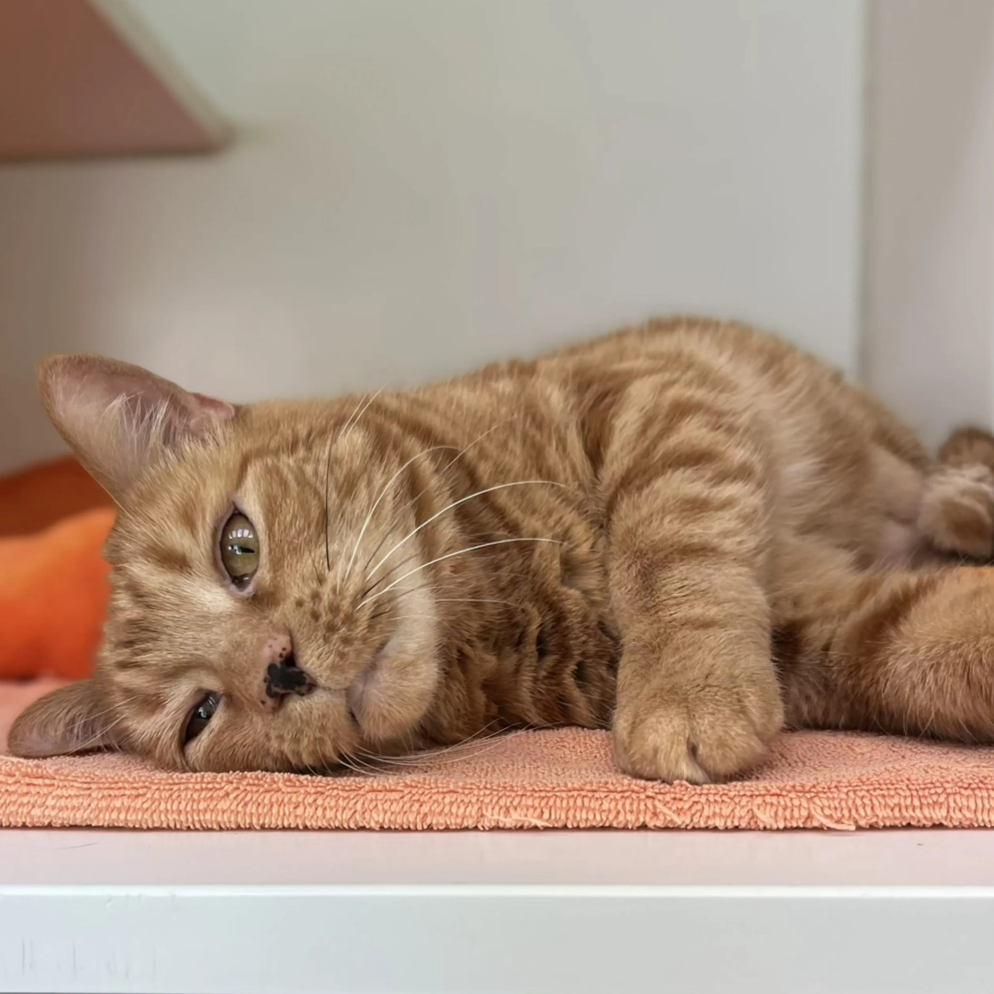 Found pet-2
