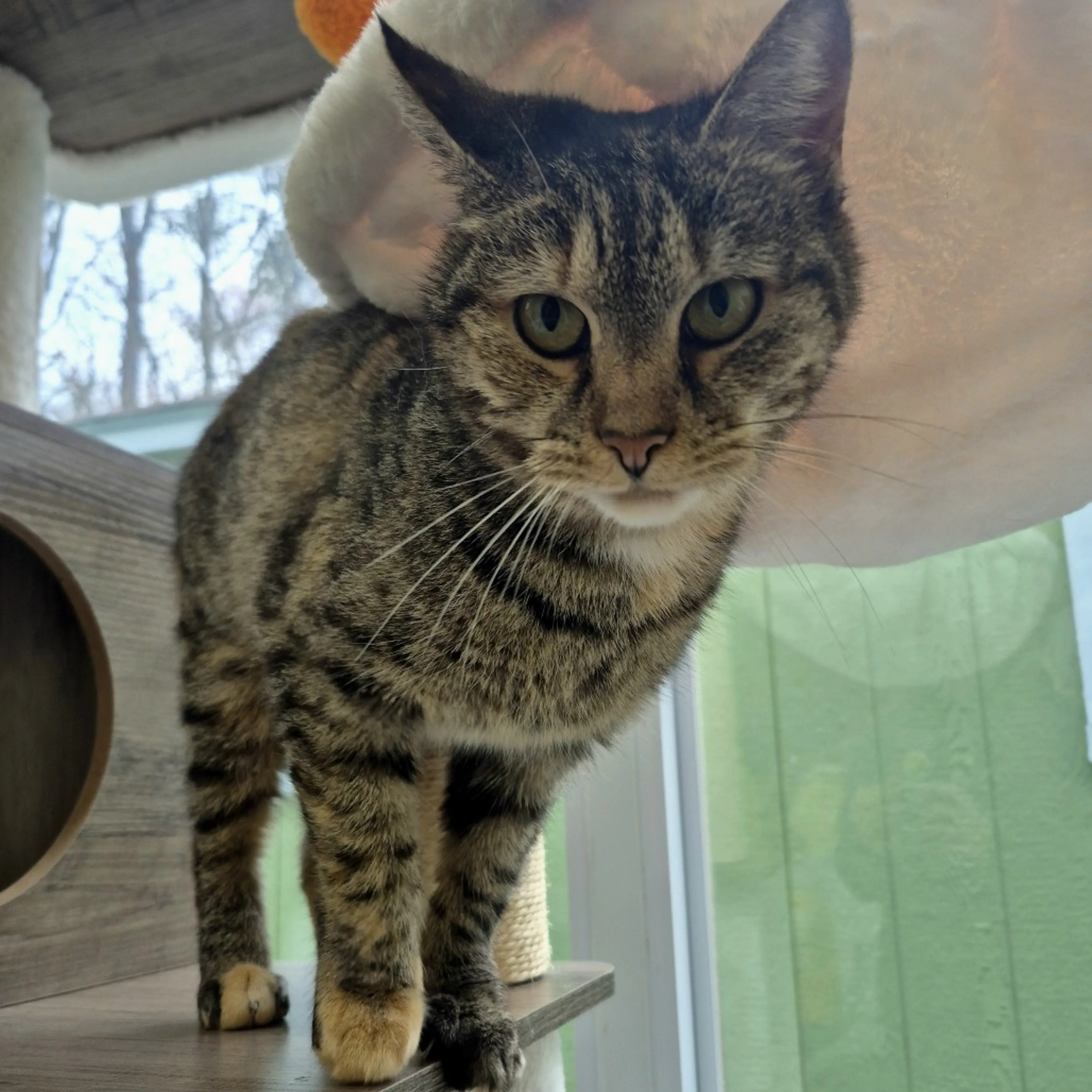 Found pet-1