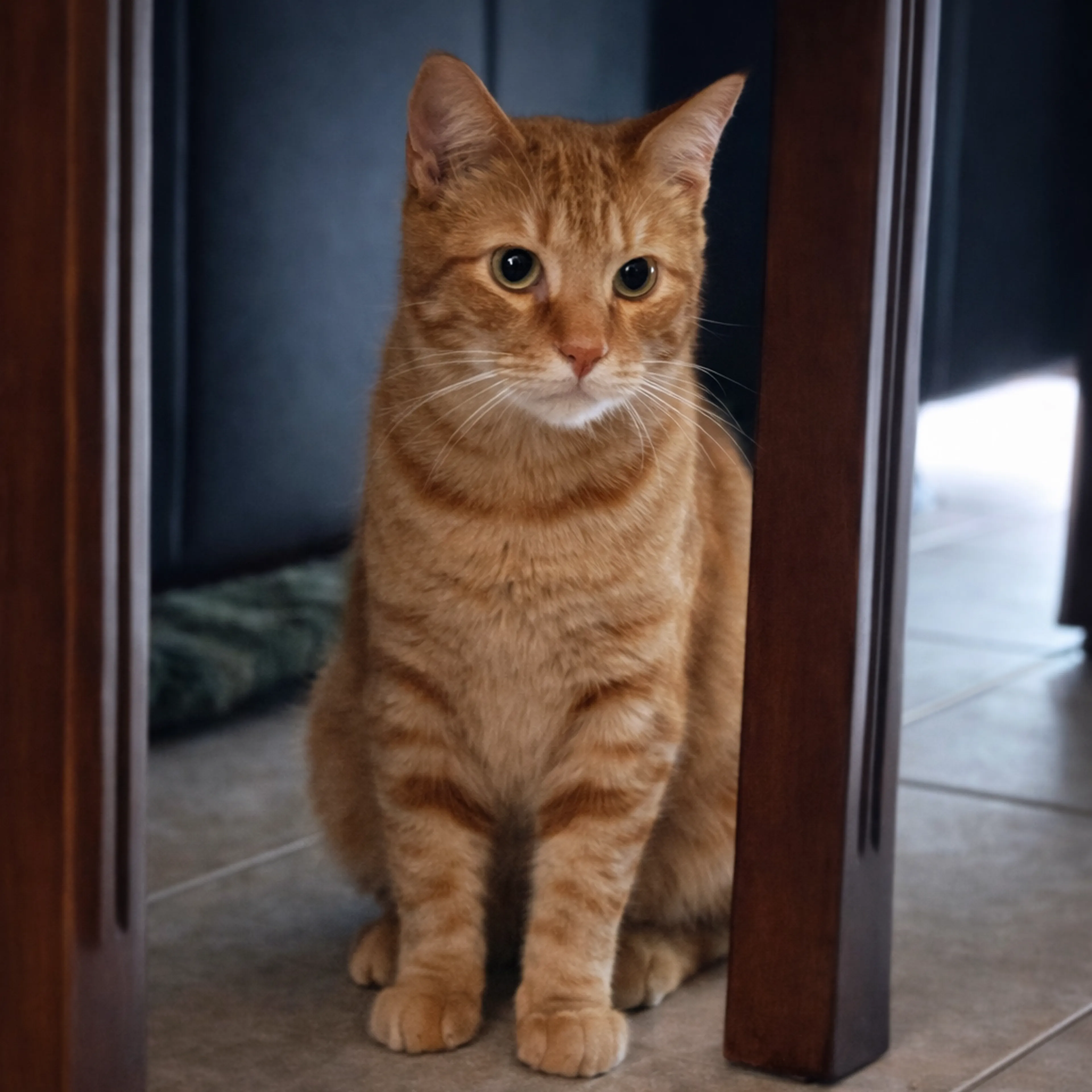 Found pet-1