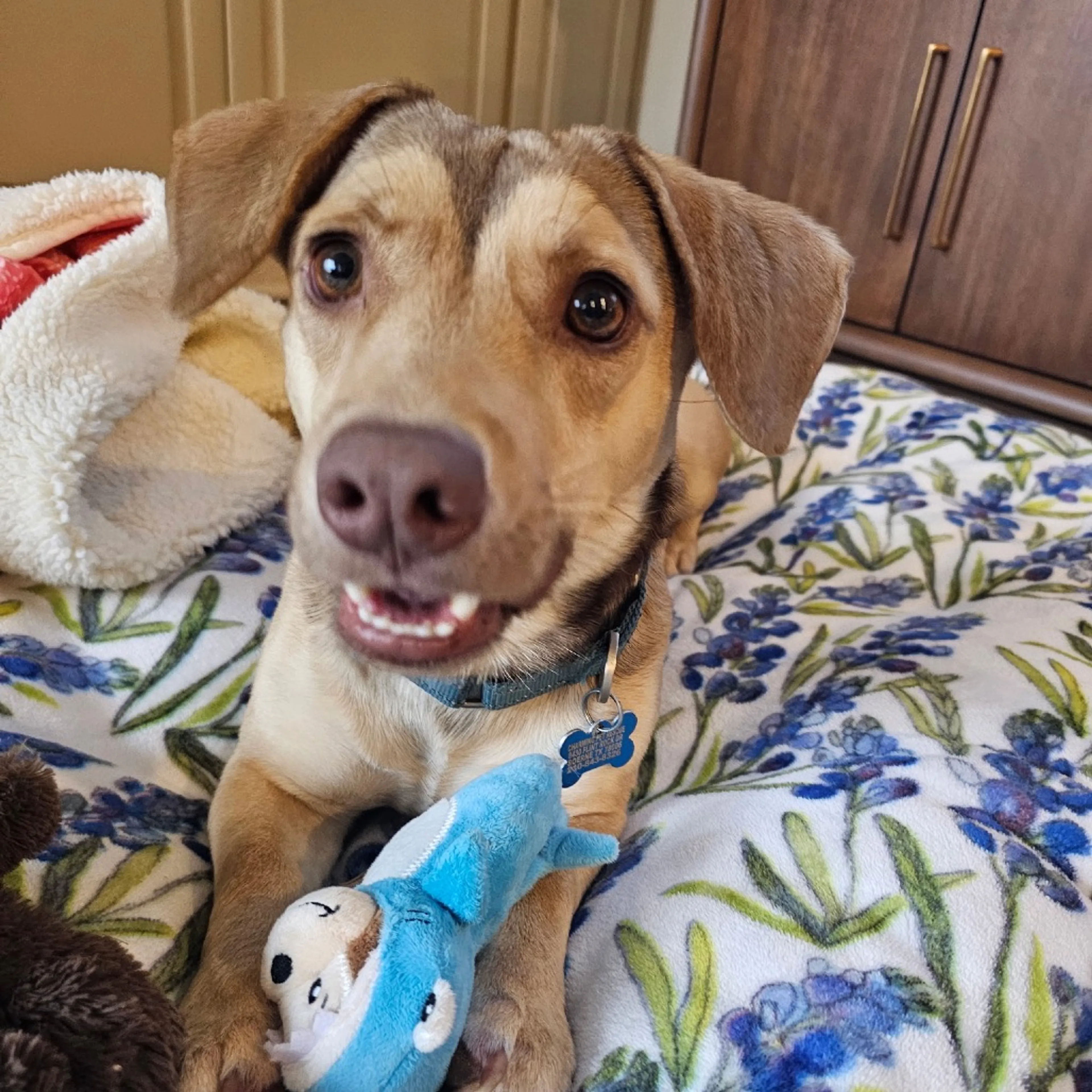 Found pet-6