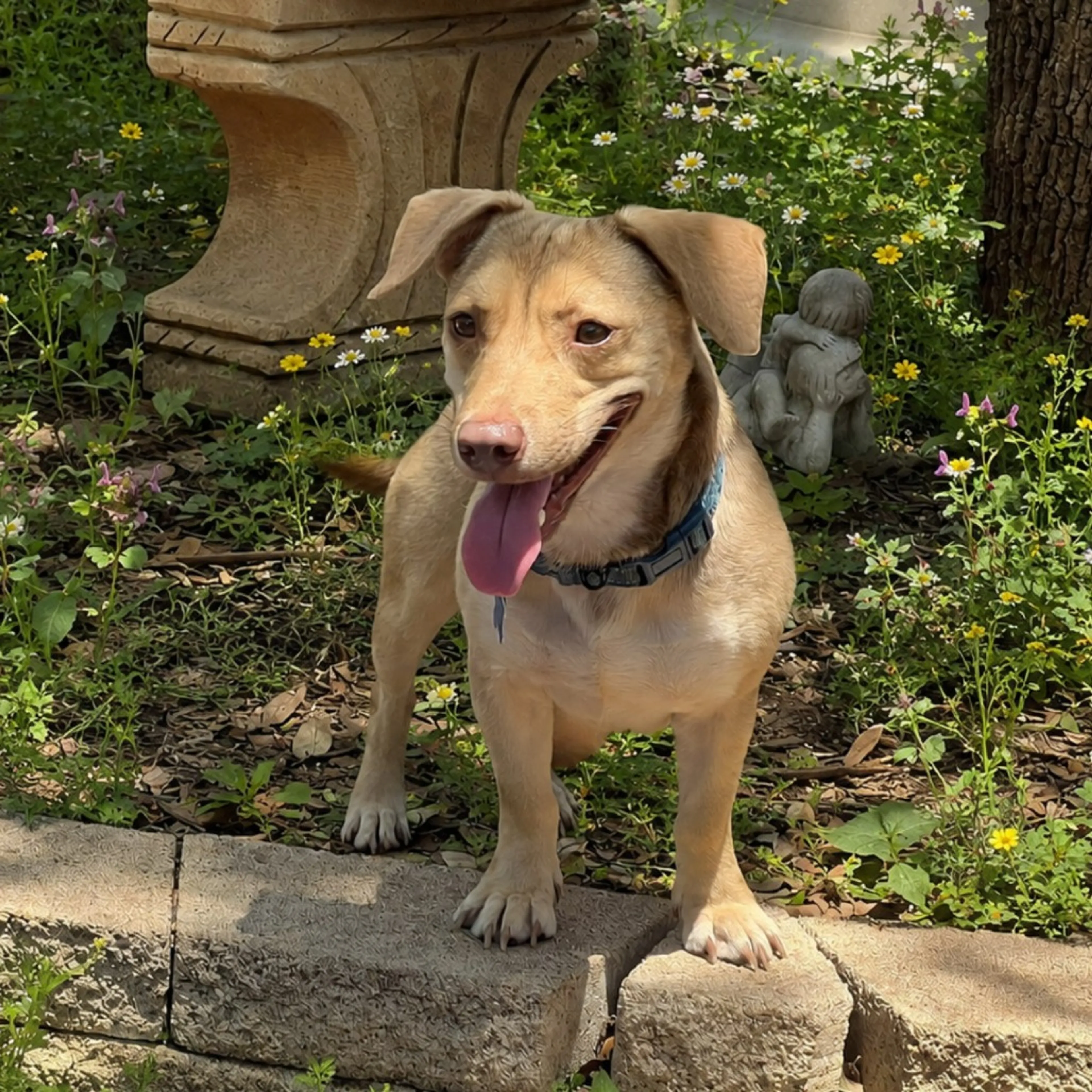Found pet-4