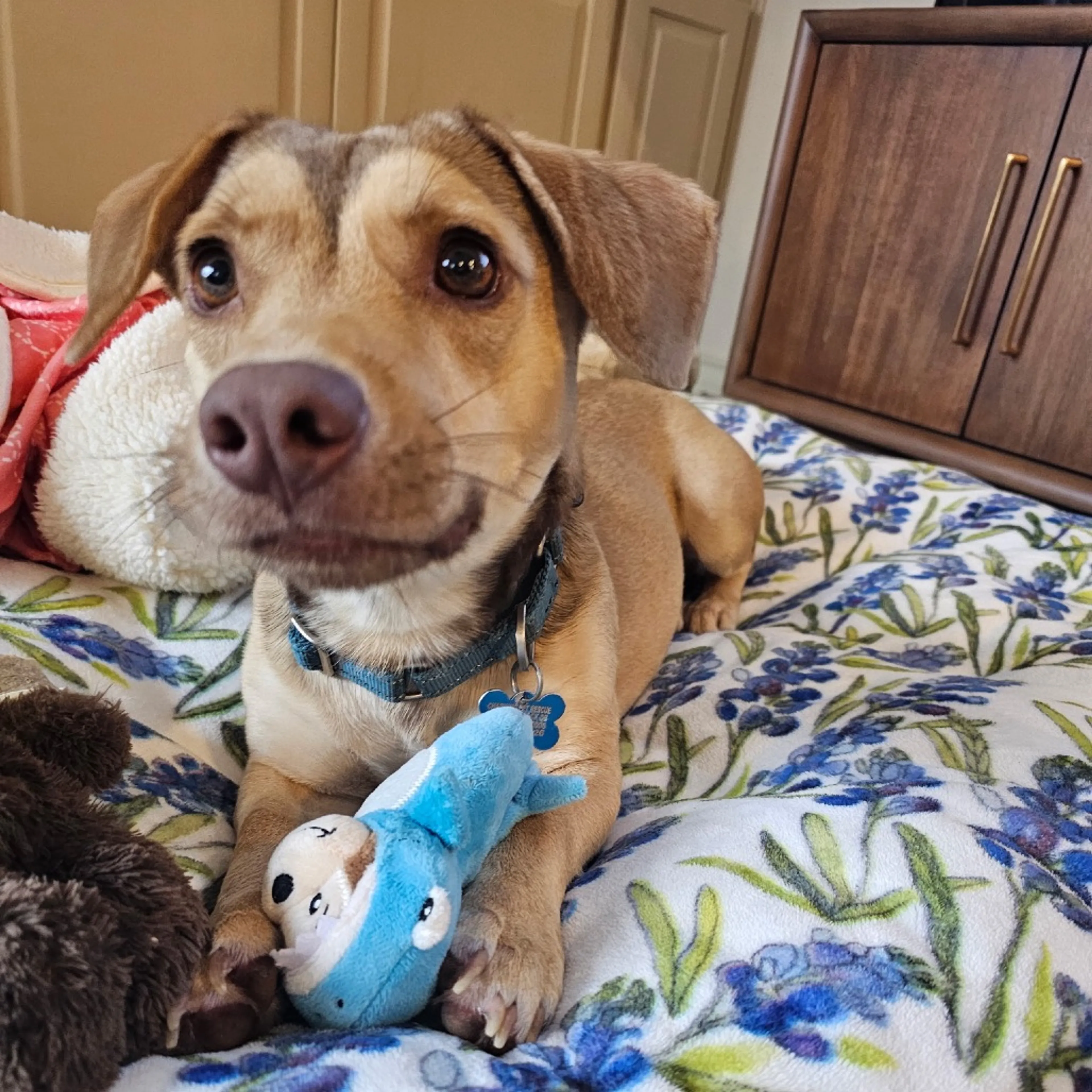 Found pet-7