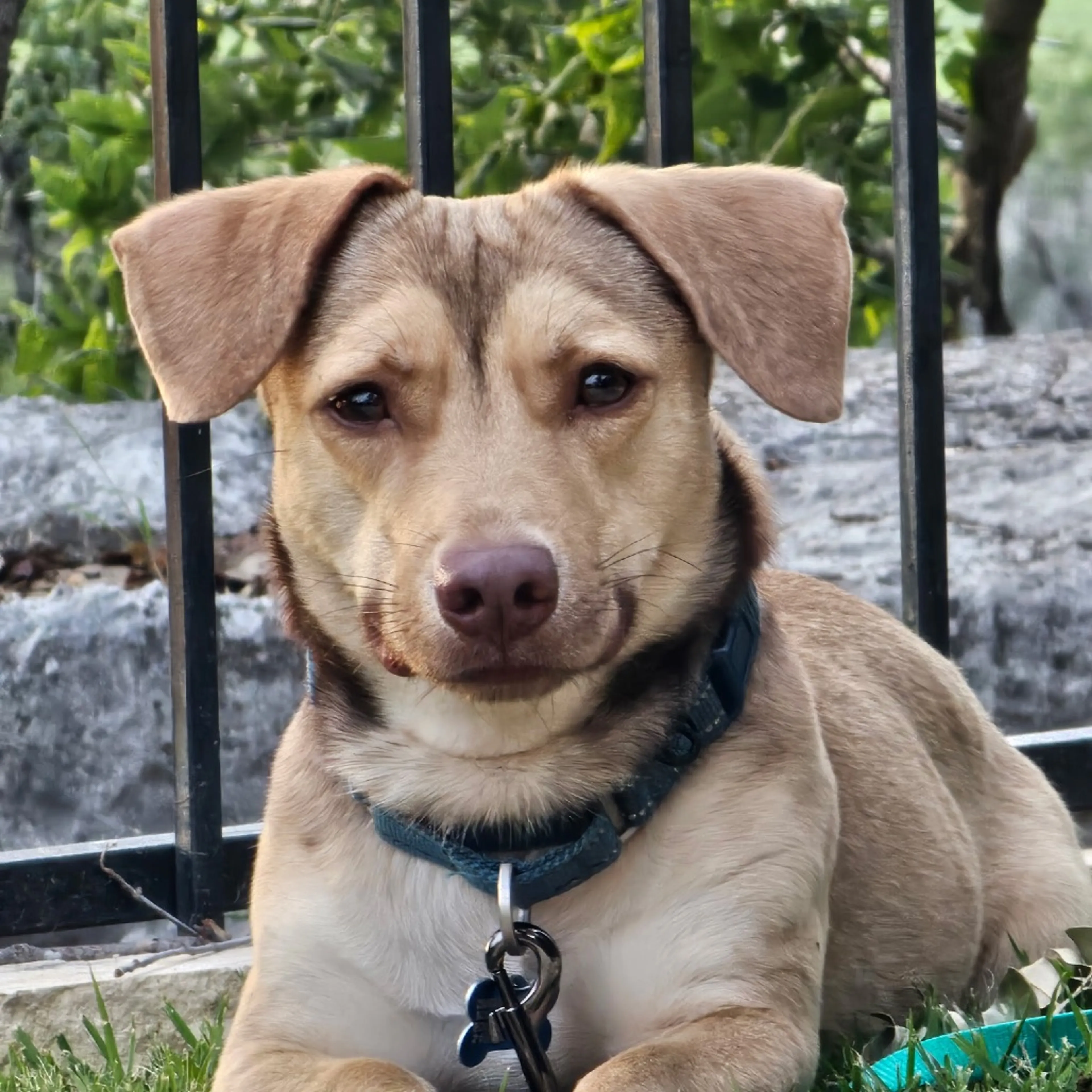 Found pet-5