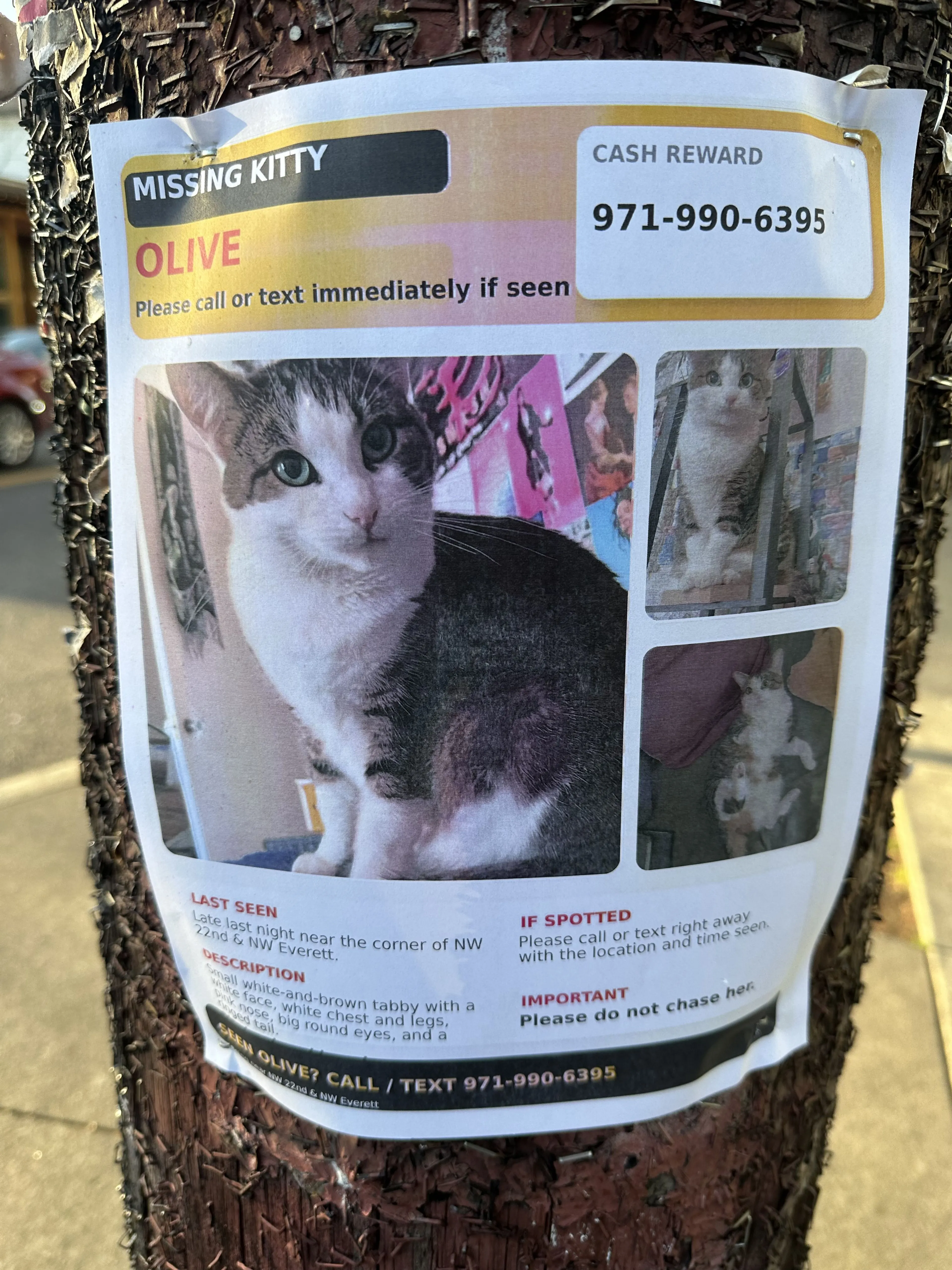 Lost pet