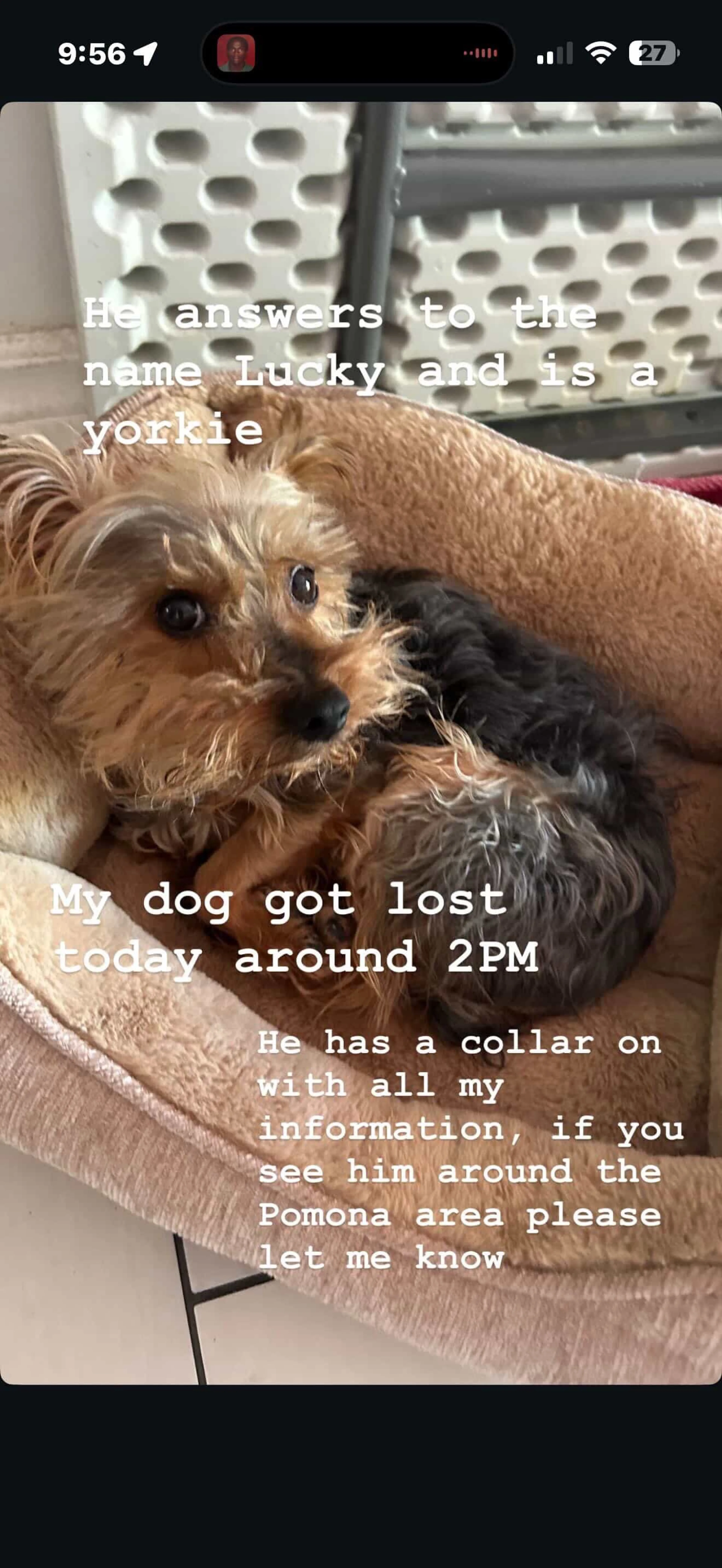 Lost pet
