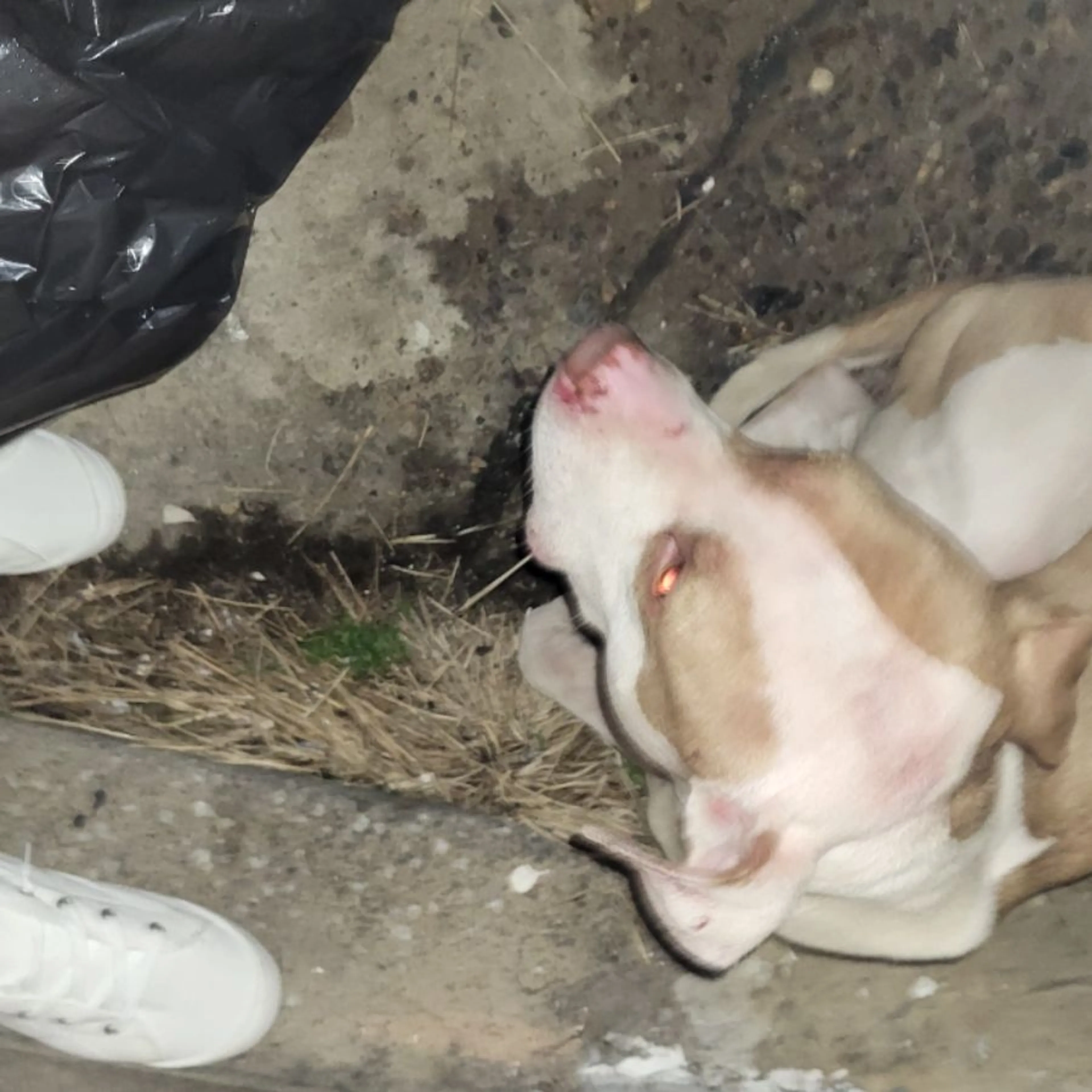 Found pet