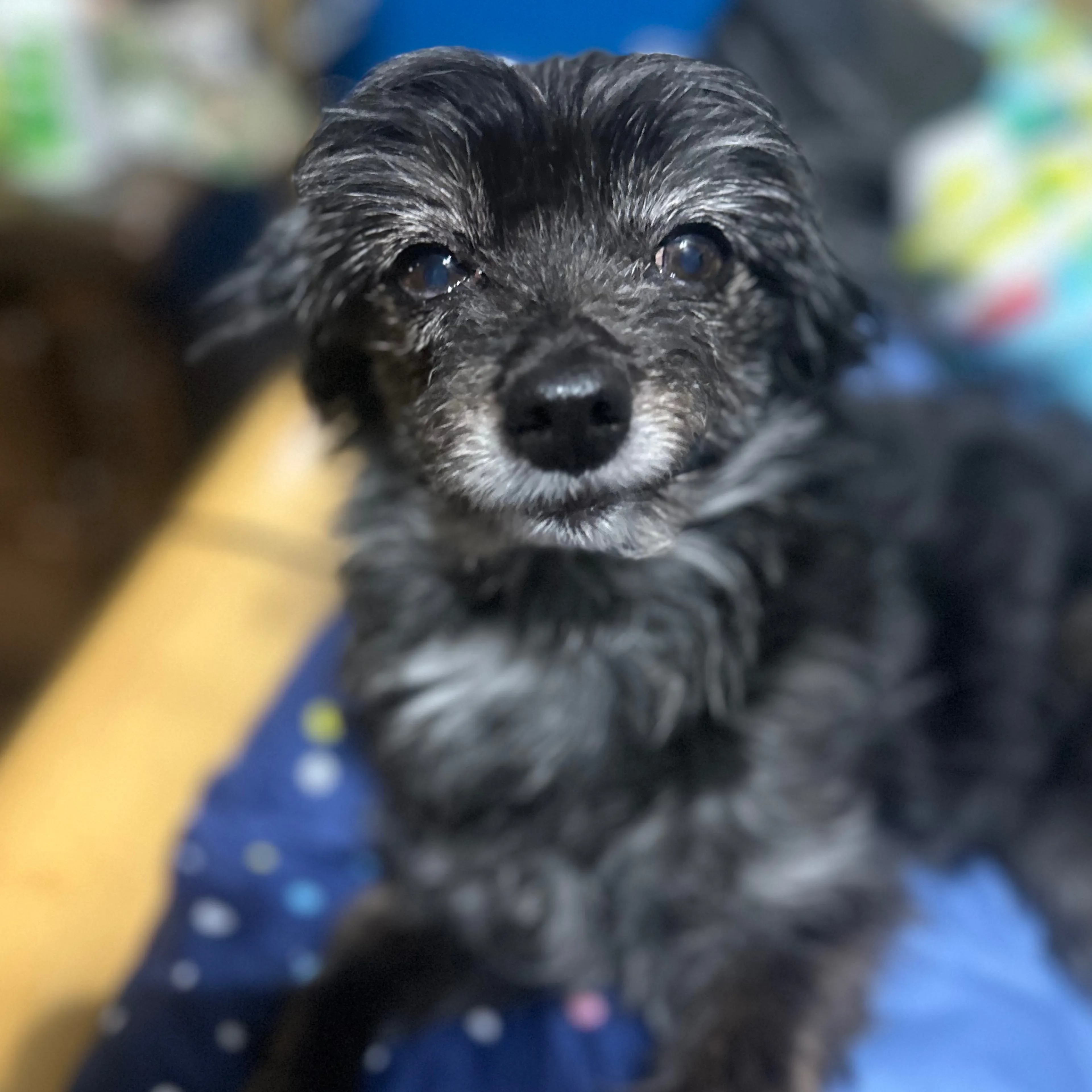 Lost pet-1