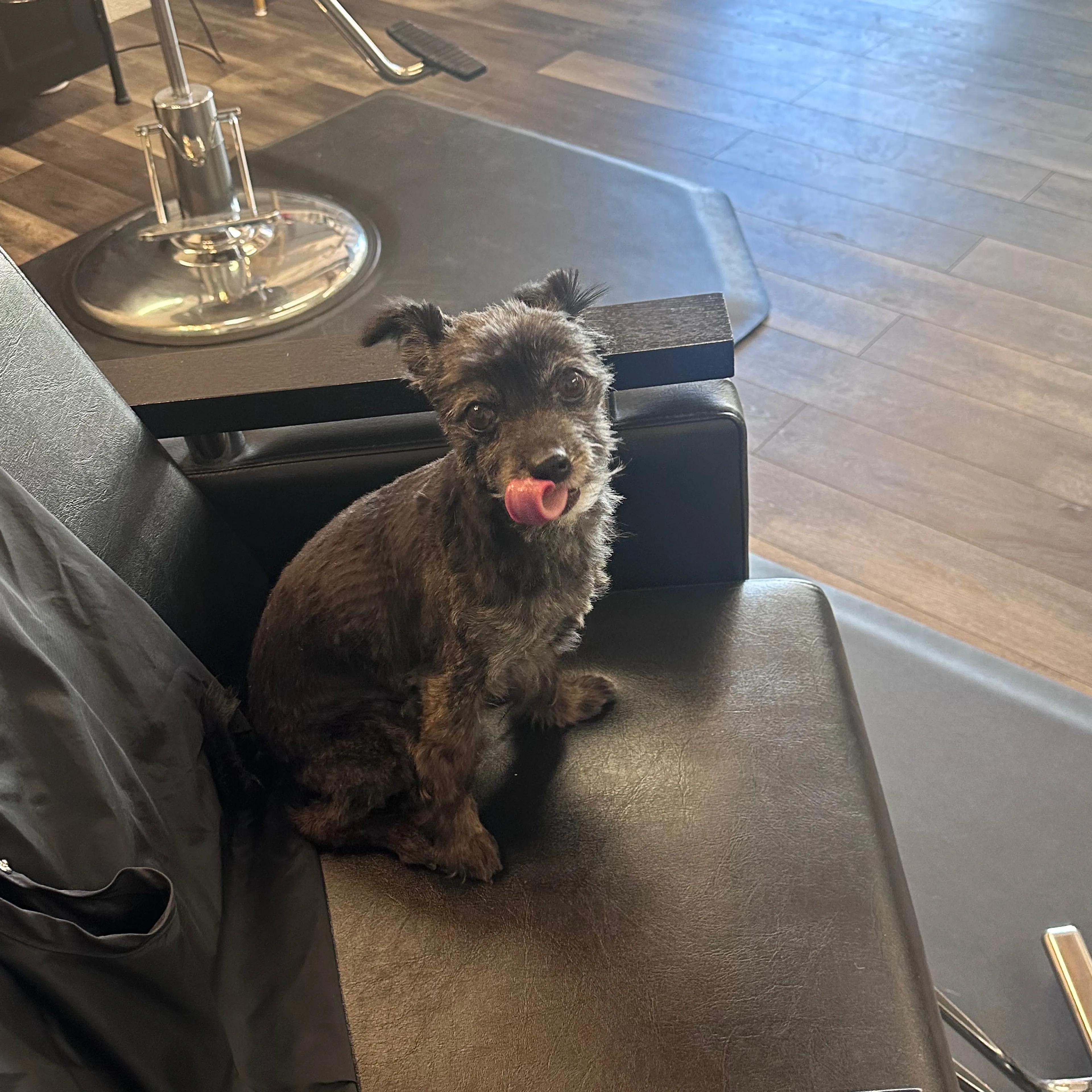 Lost pet-3