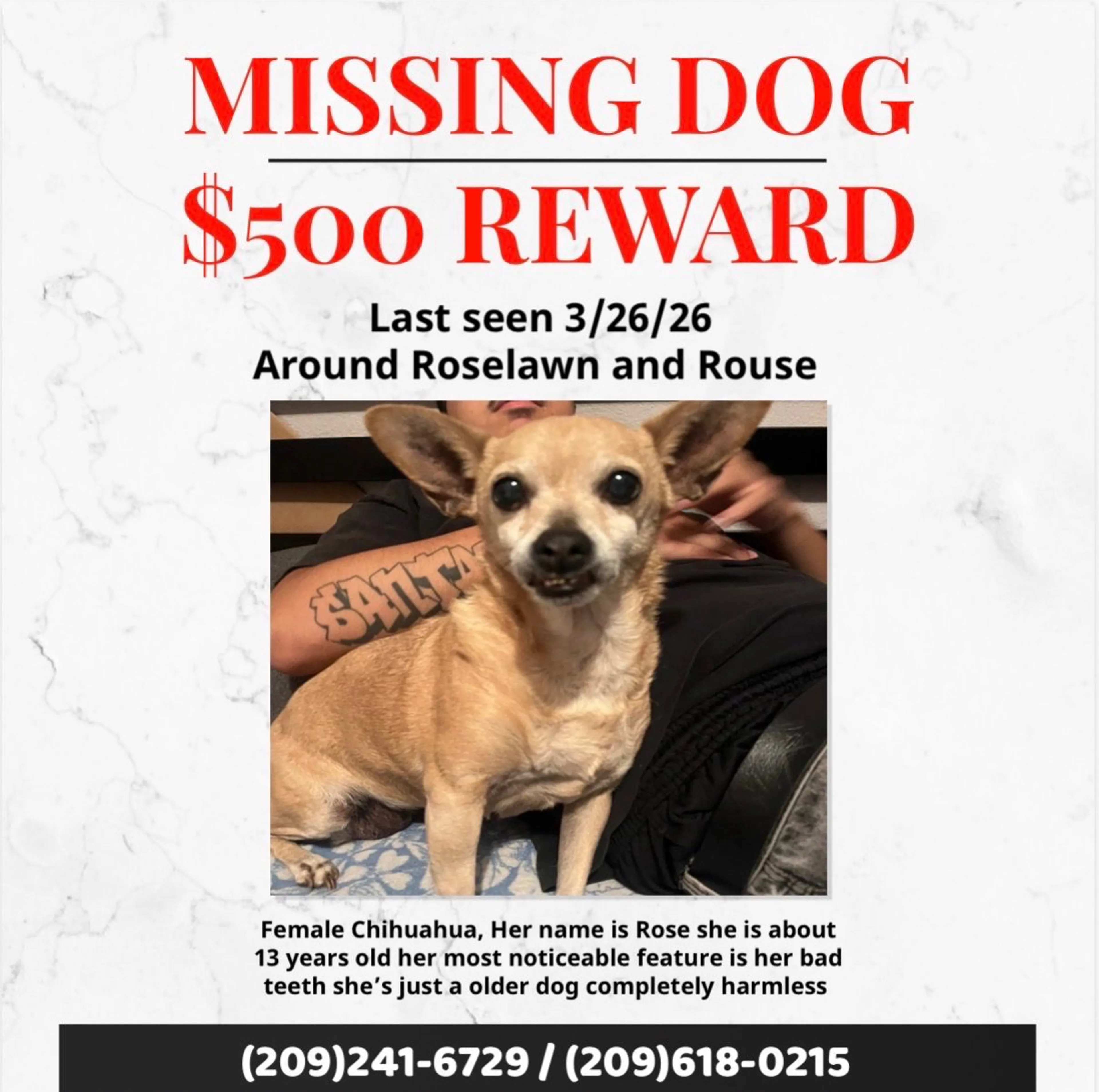 Lost pet