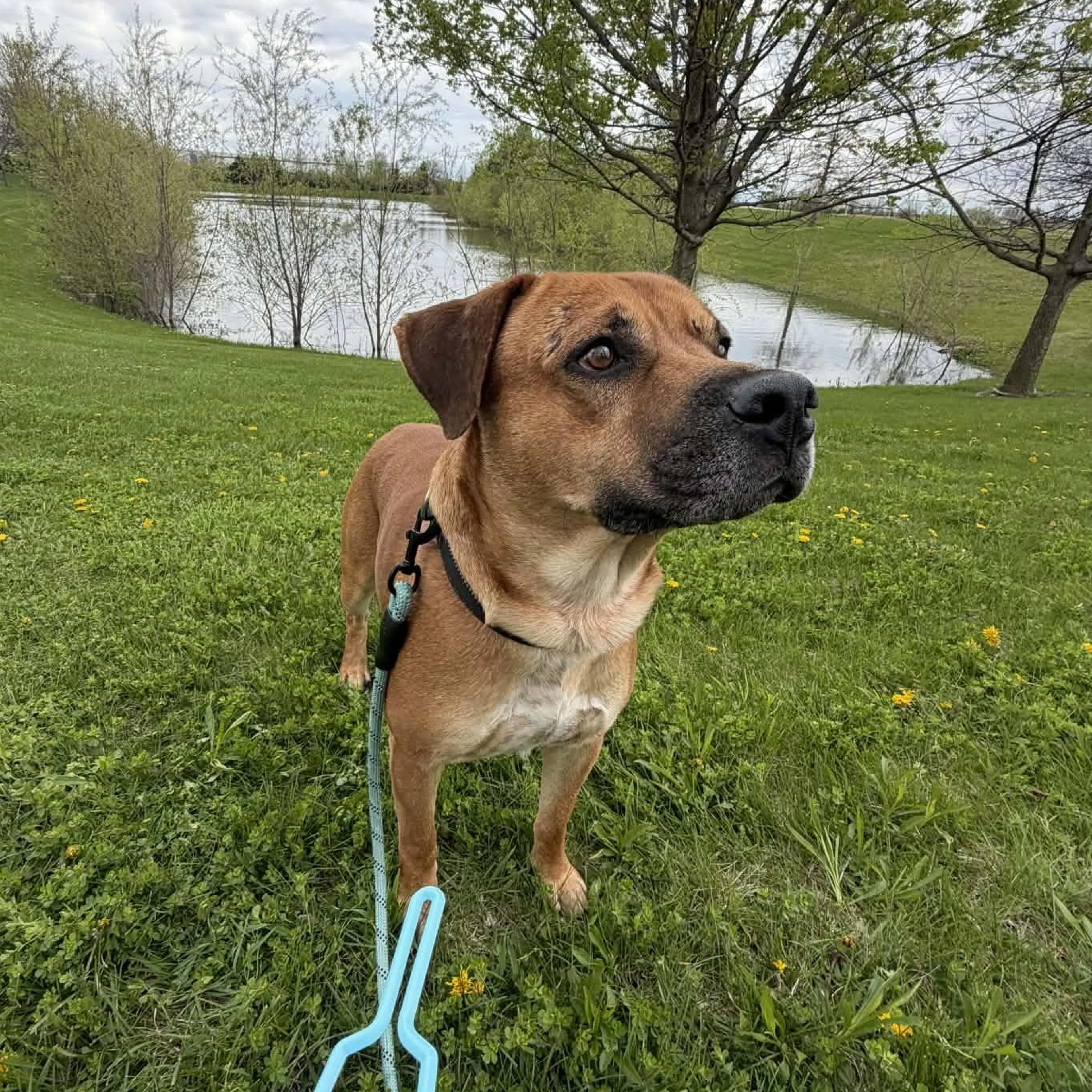 Found pet-5