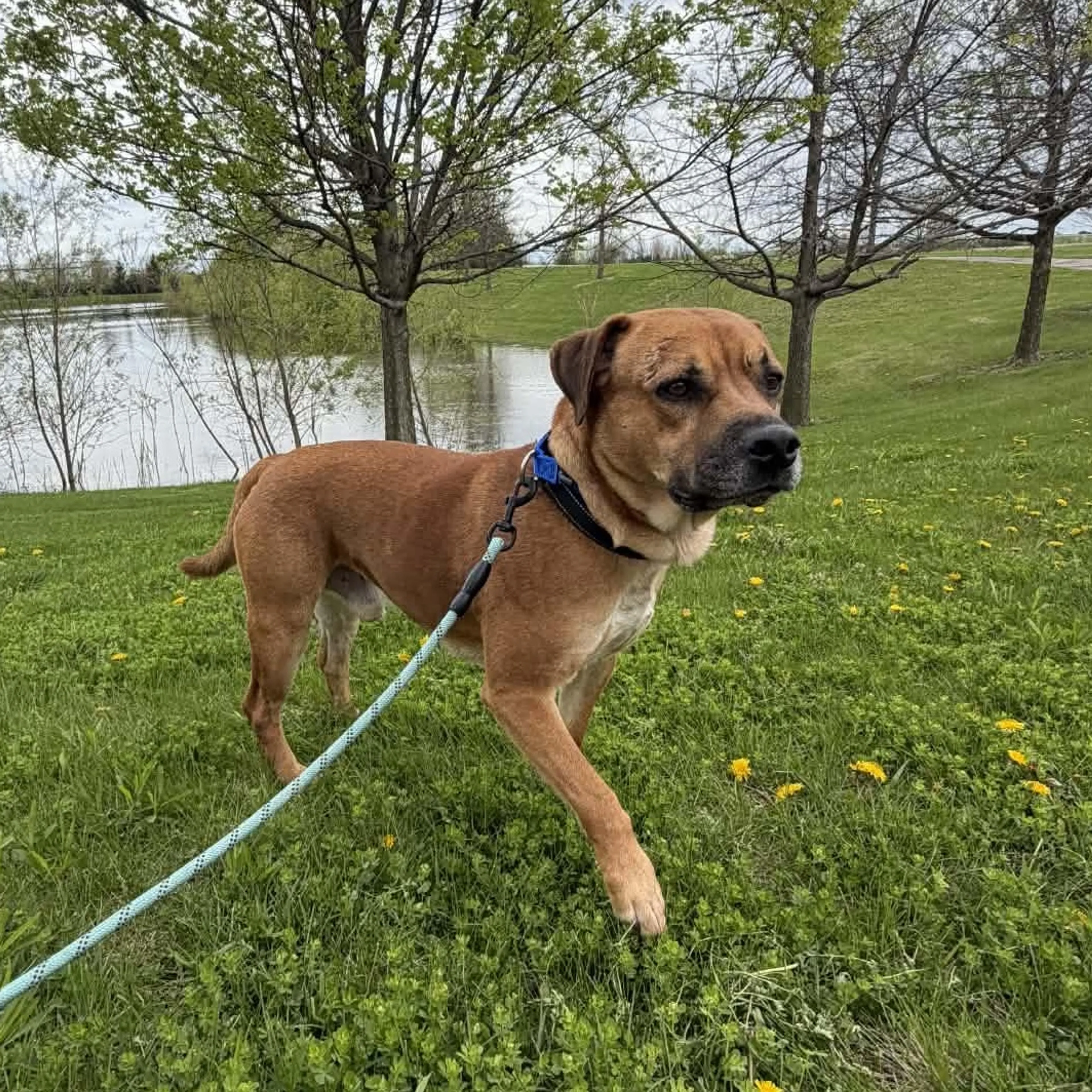 Found pet-1