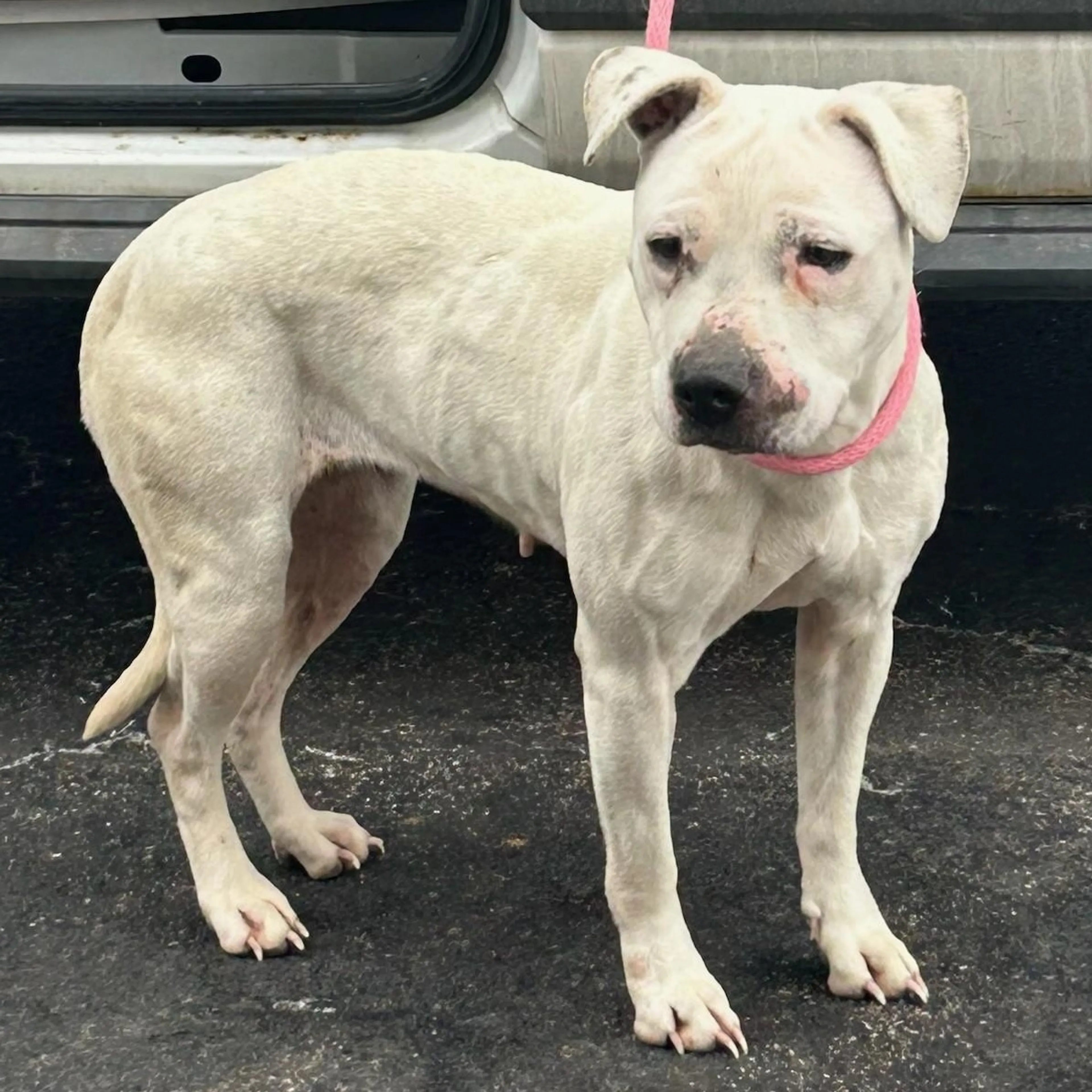 Found pet-1
