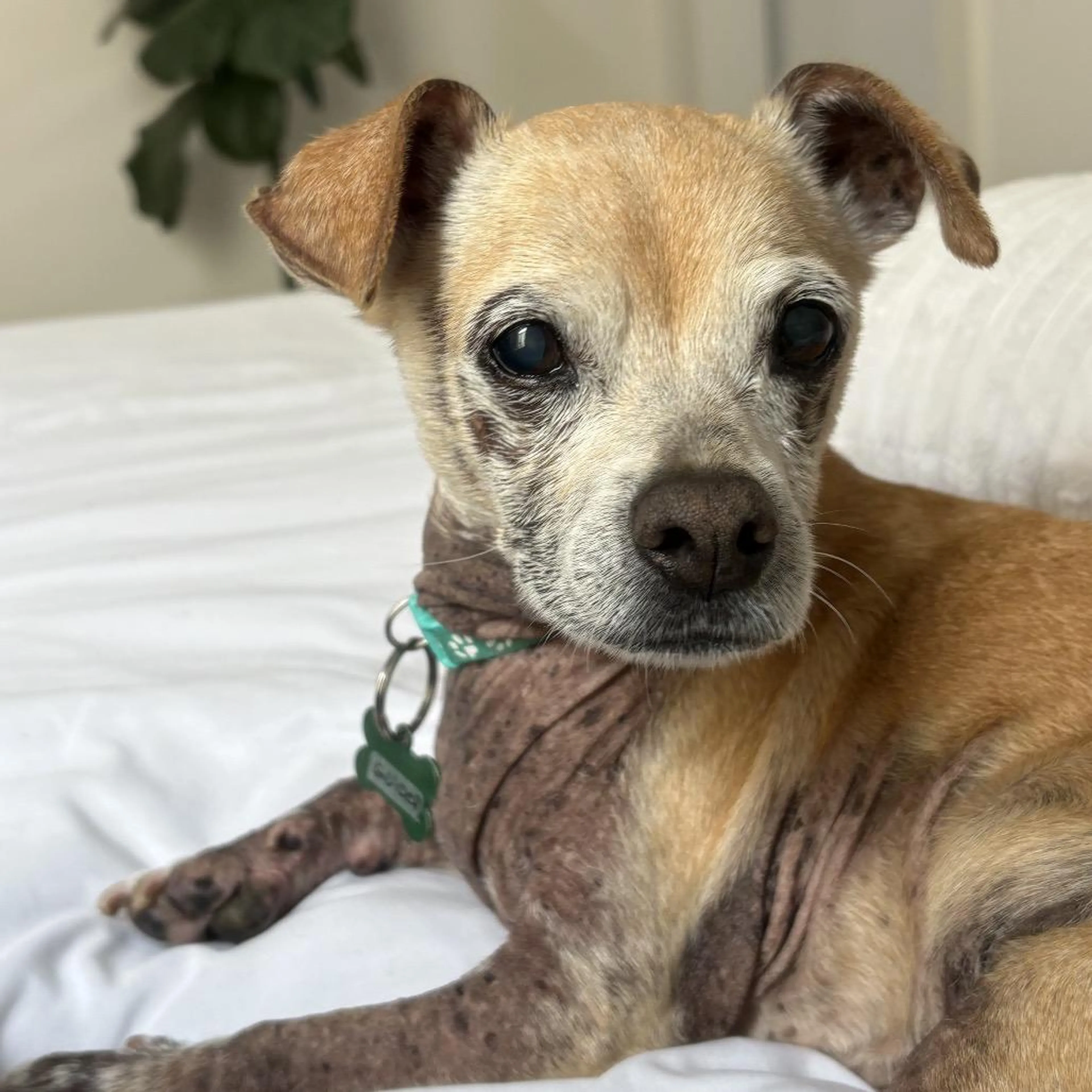Found pet-2
