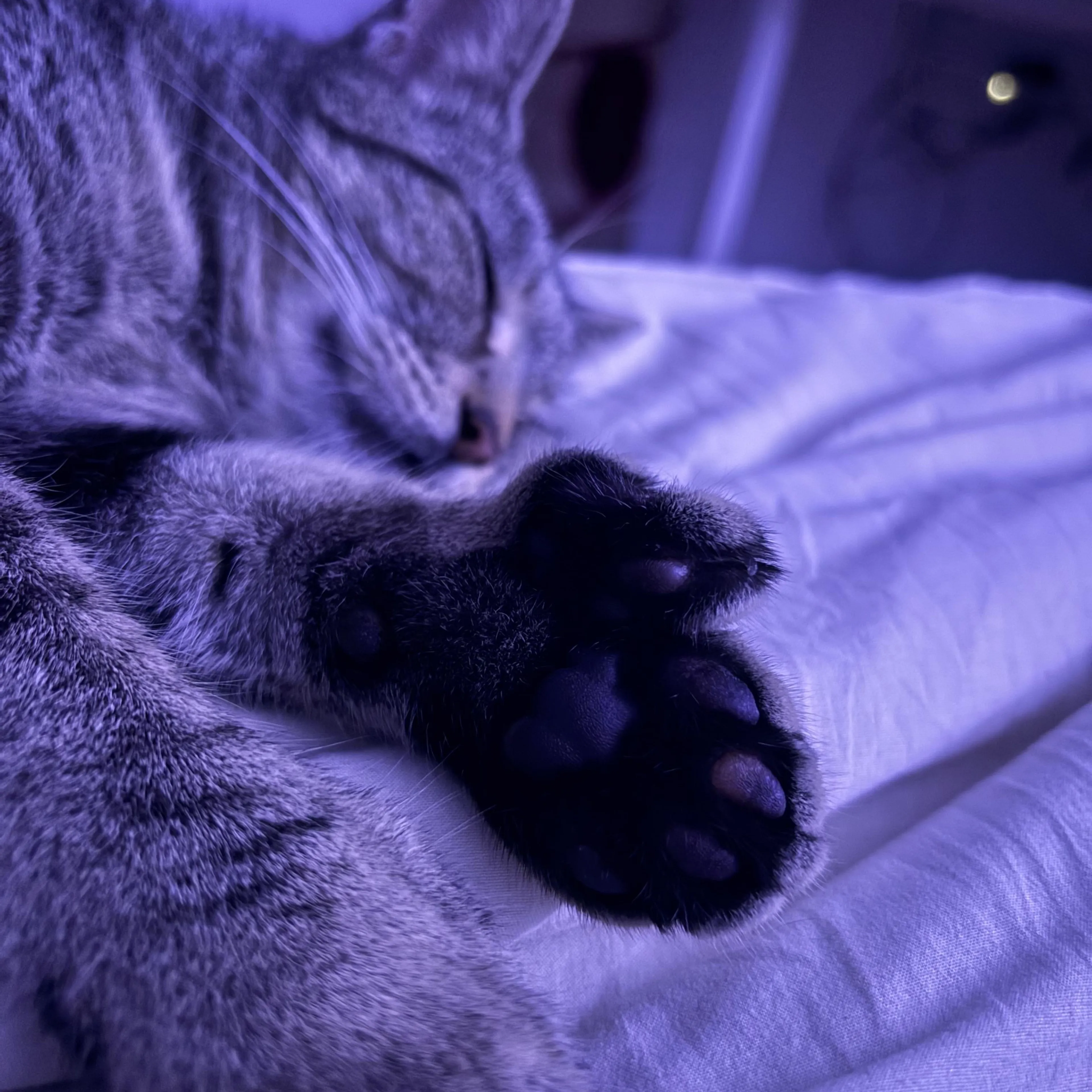 Found pet-0