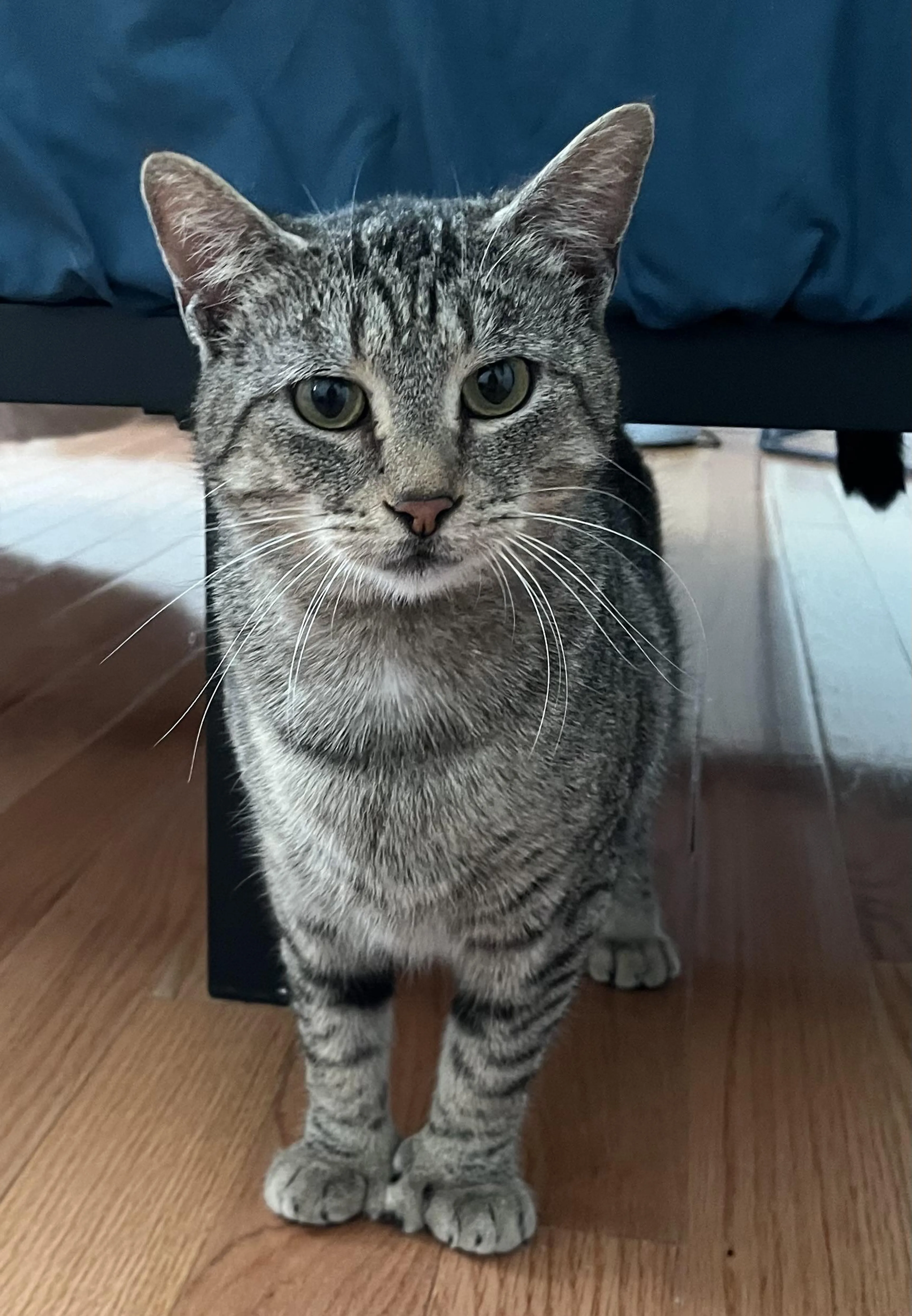 Found pet-1