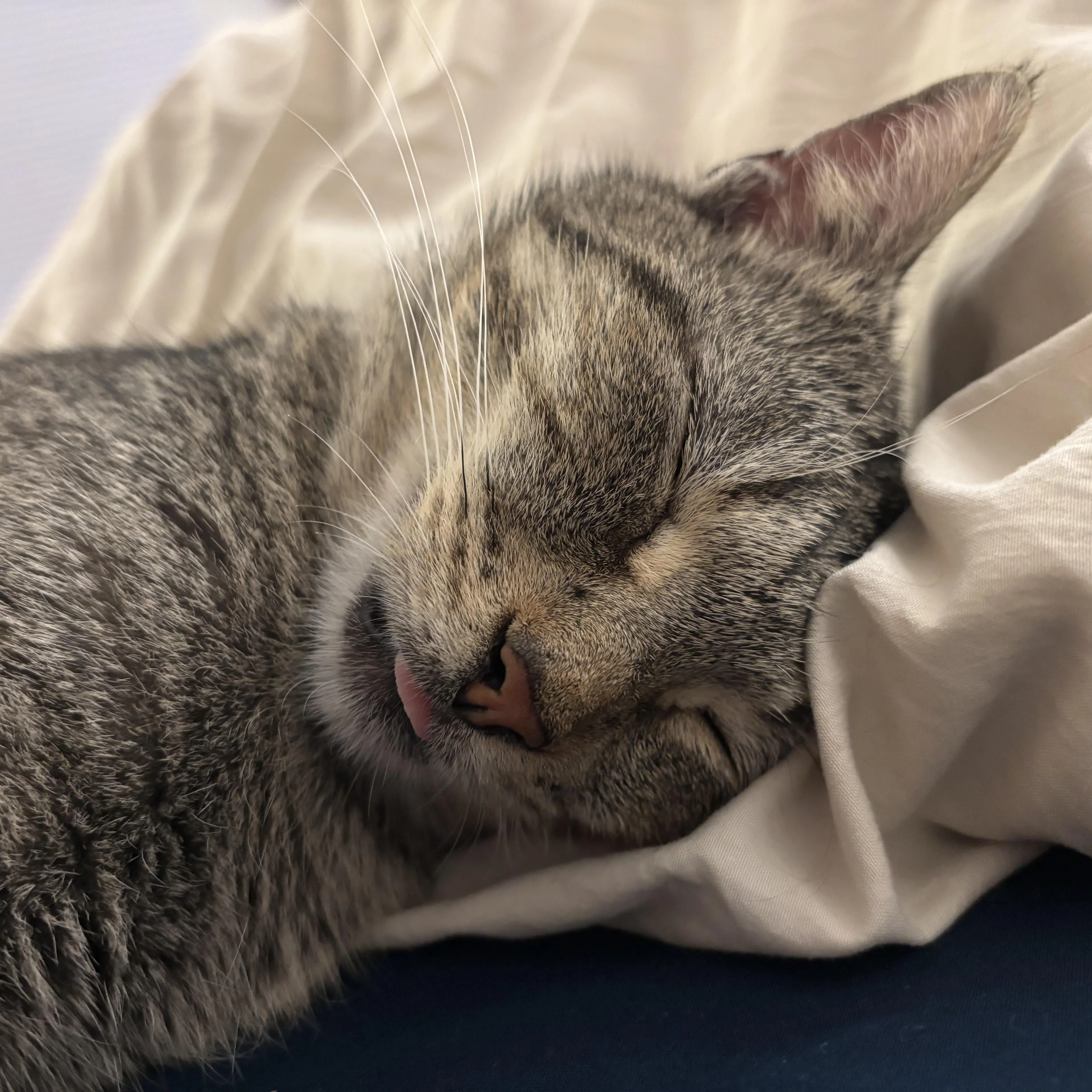 Found pet-2